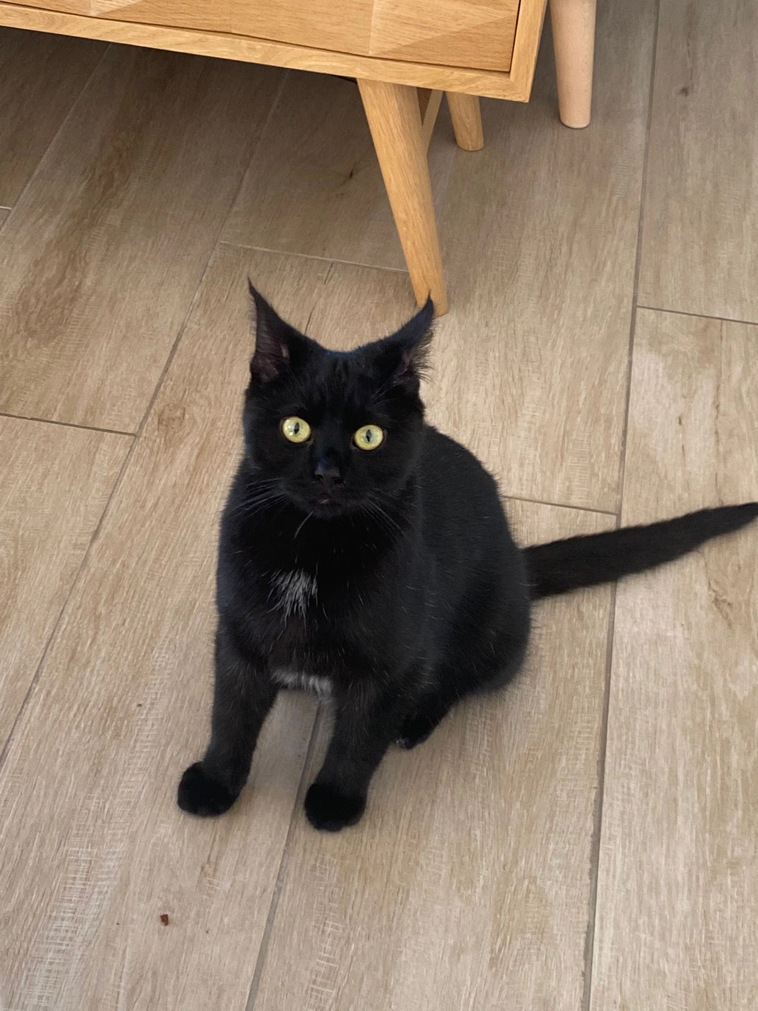 Pablo - Tennisdreef, Wemmel