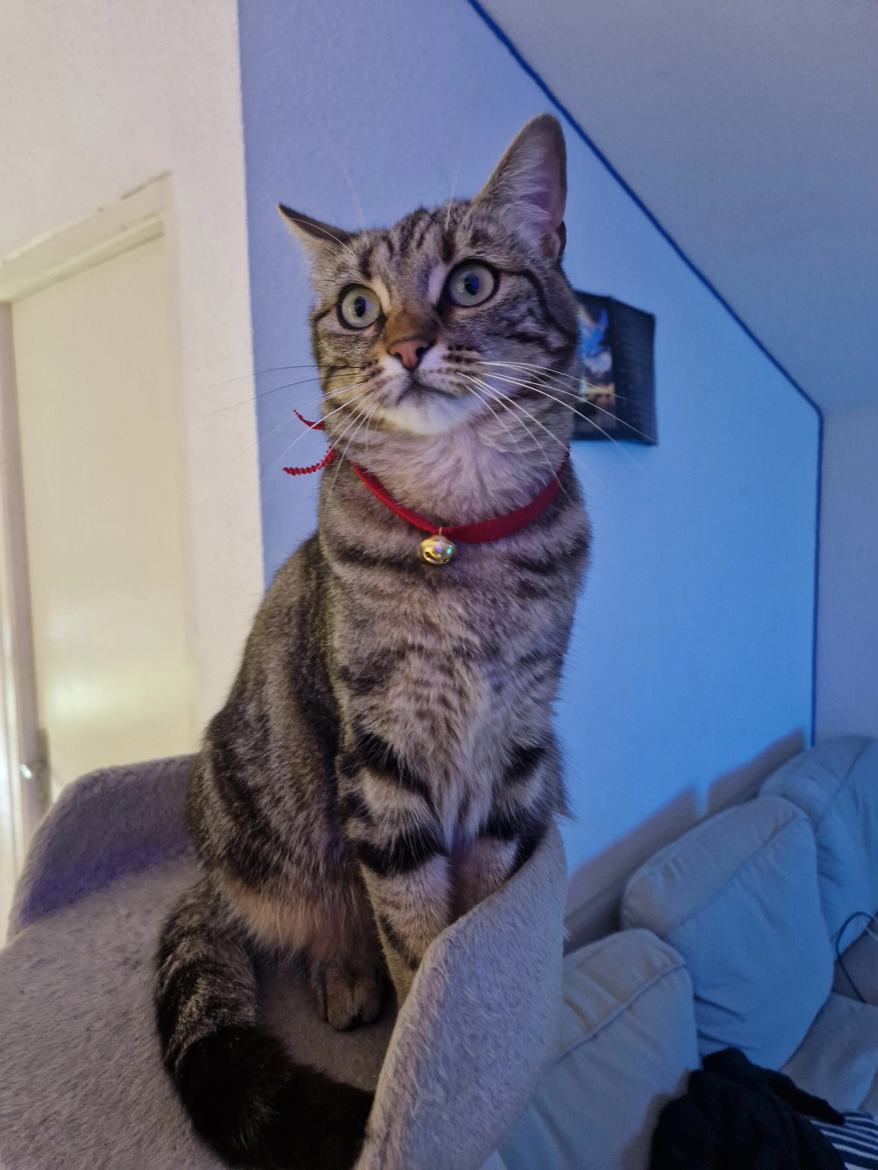 Neko - Lotissement Du ChĂąteau Fort, Salses-le-ChĂąteau