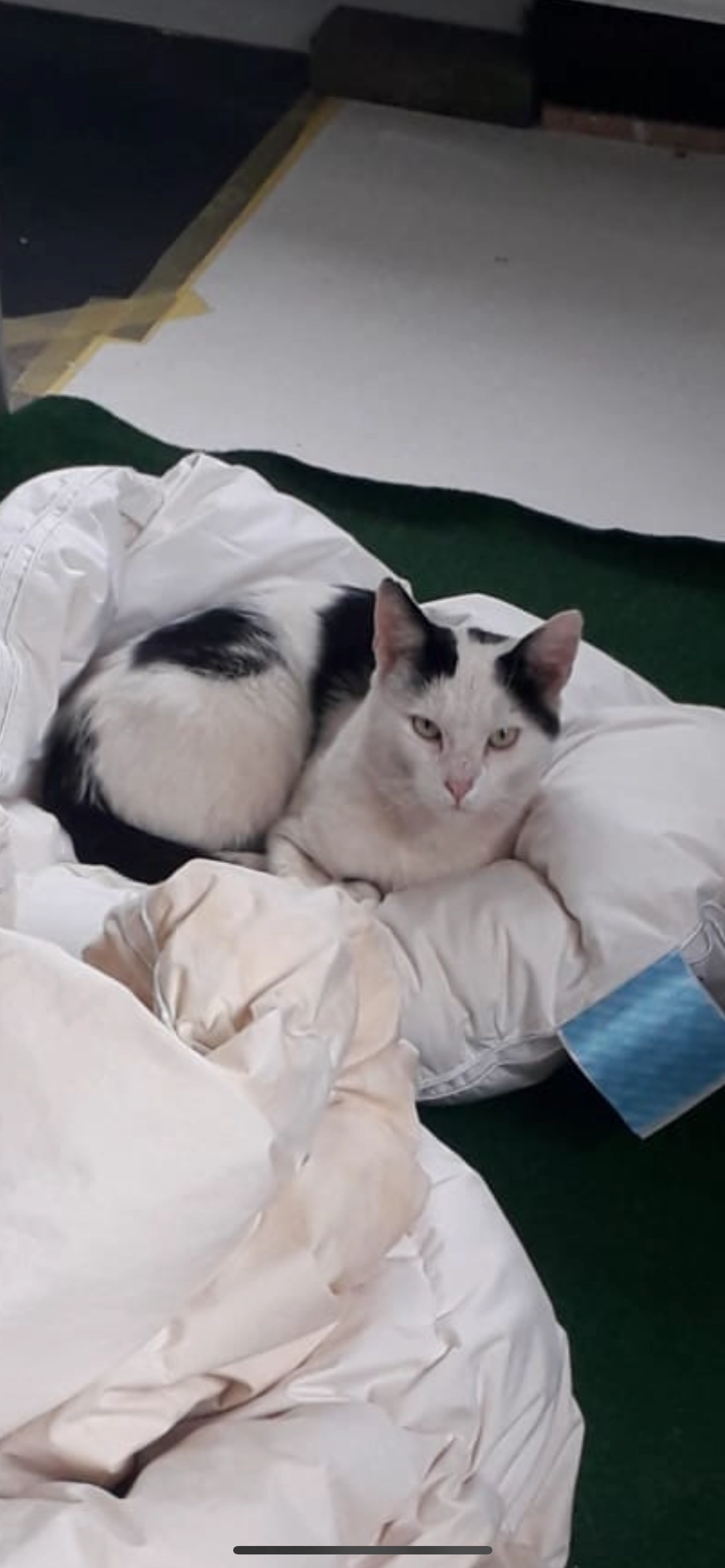 Fritsje - Sonnegaweg, Friesland