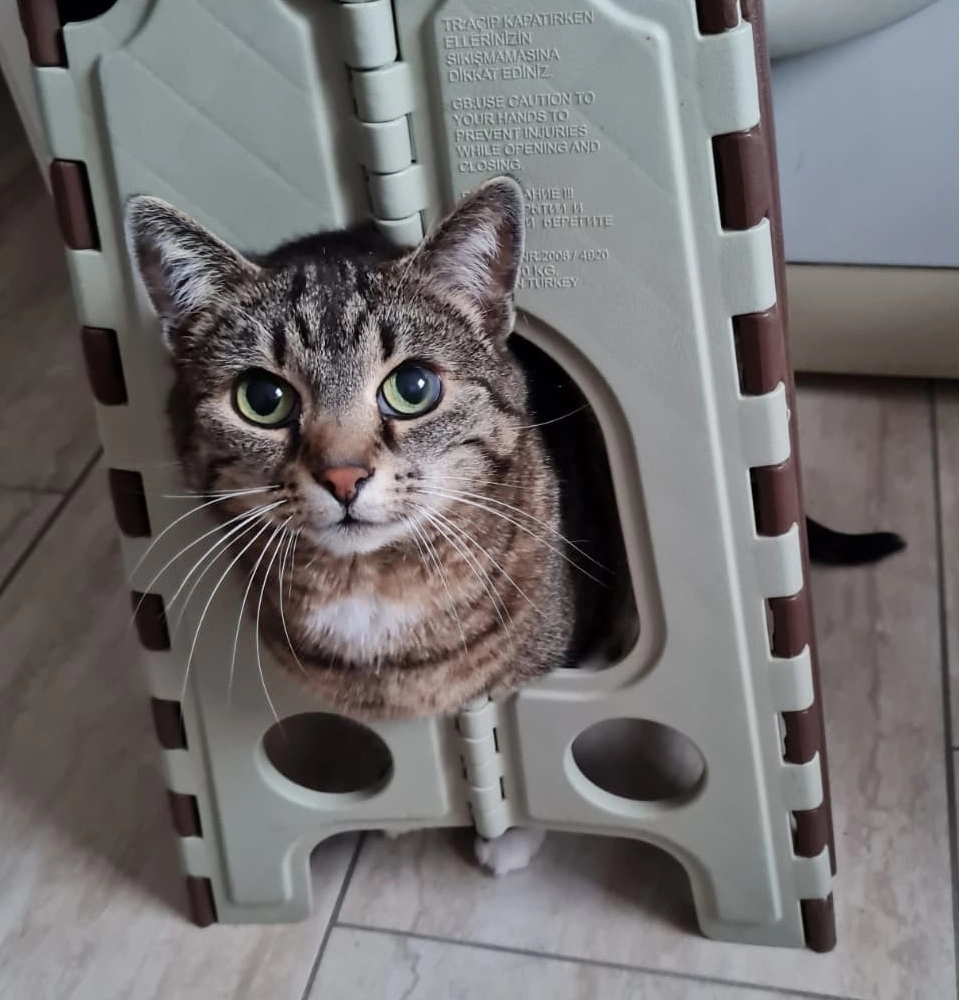 Meggie - Markt, Elsteraue