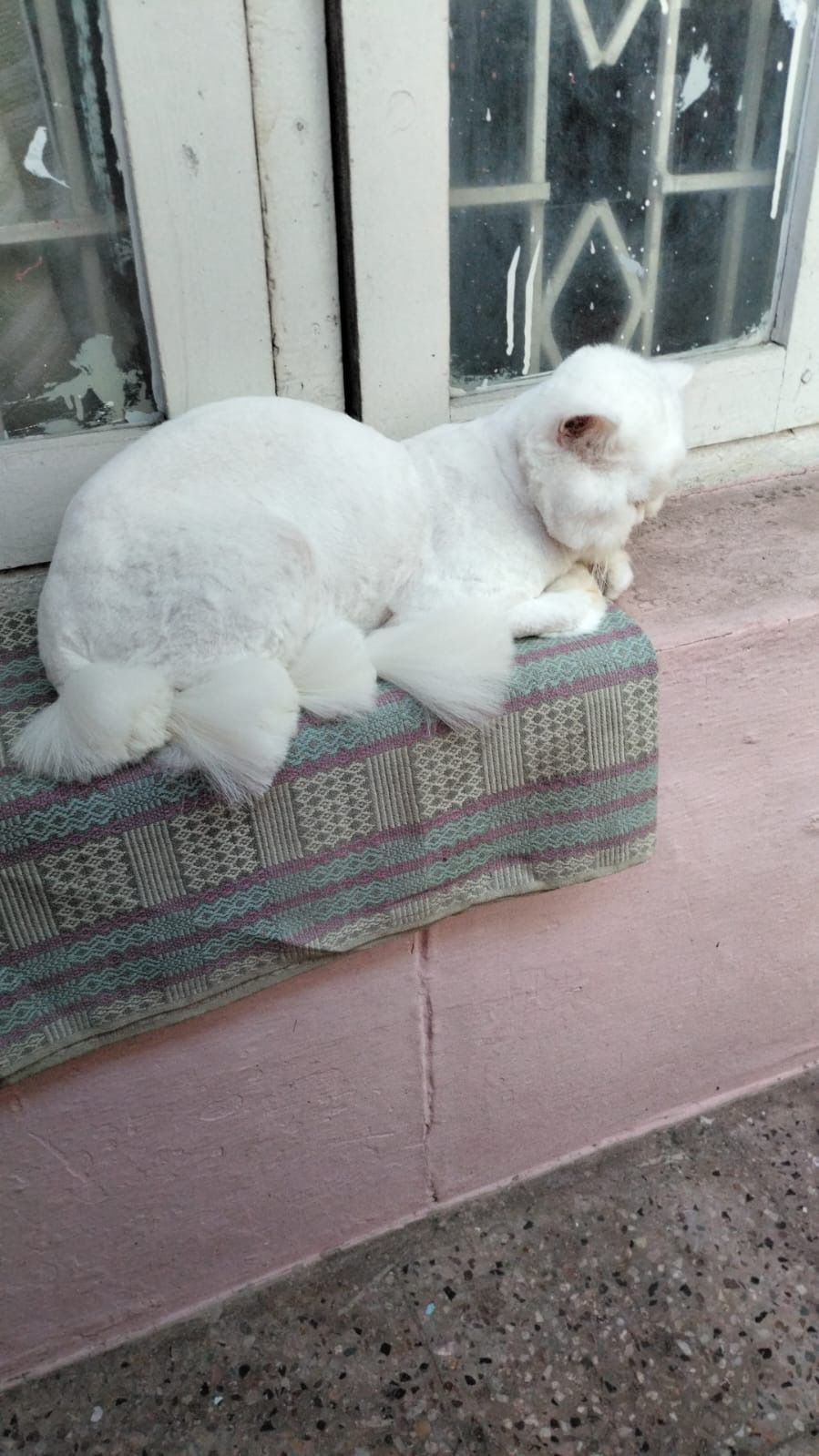 Pingu - ಅಕ್ಬರ್ ರಸ್ತೆ, Mysore