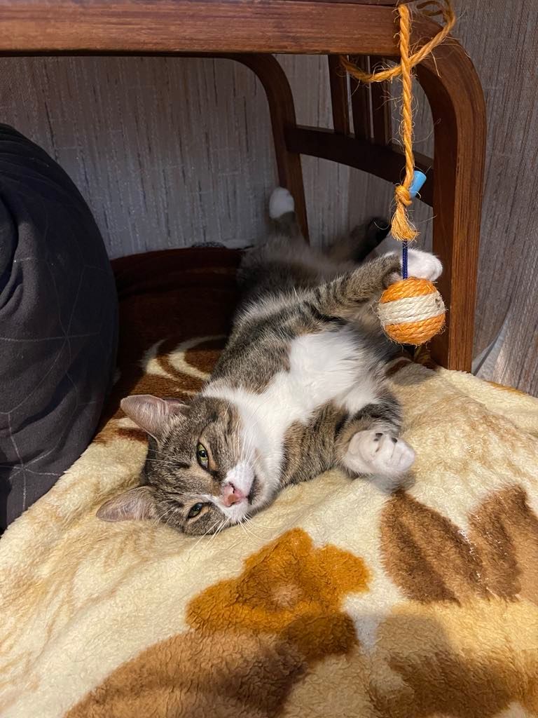 Mary - Strada Căpitan Marcu Zamfir, Bucharest