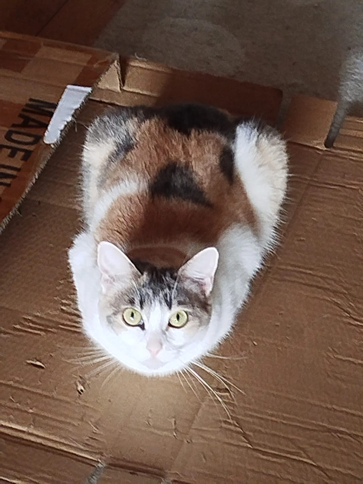 Frida - 68 Rue du Faubourg National, Strasbourg