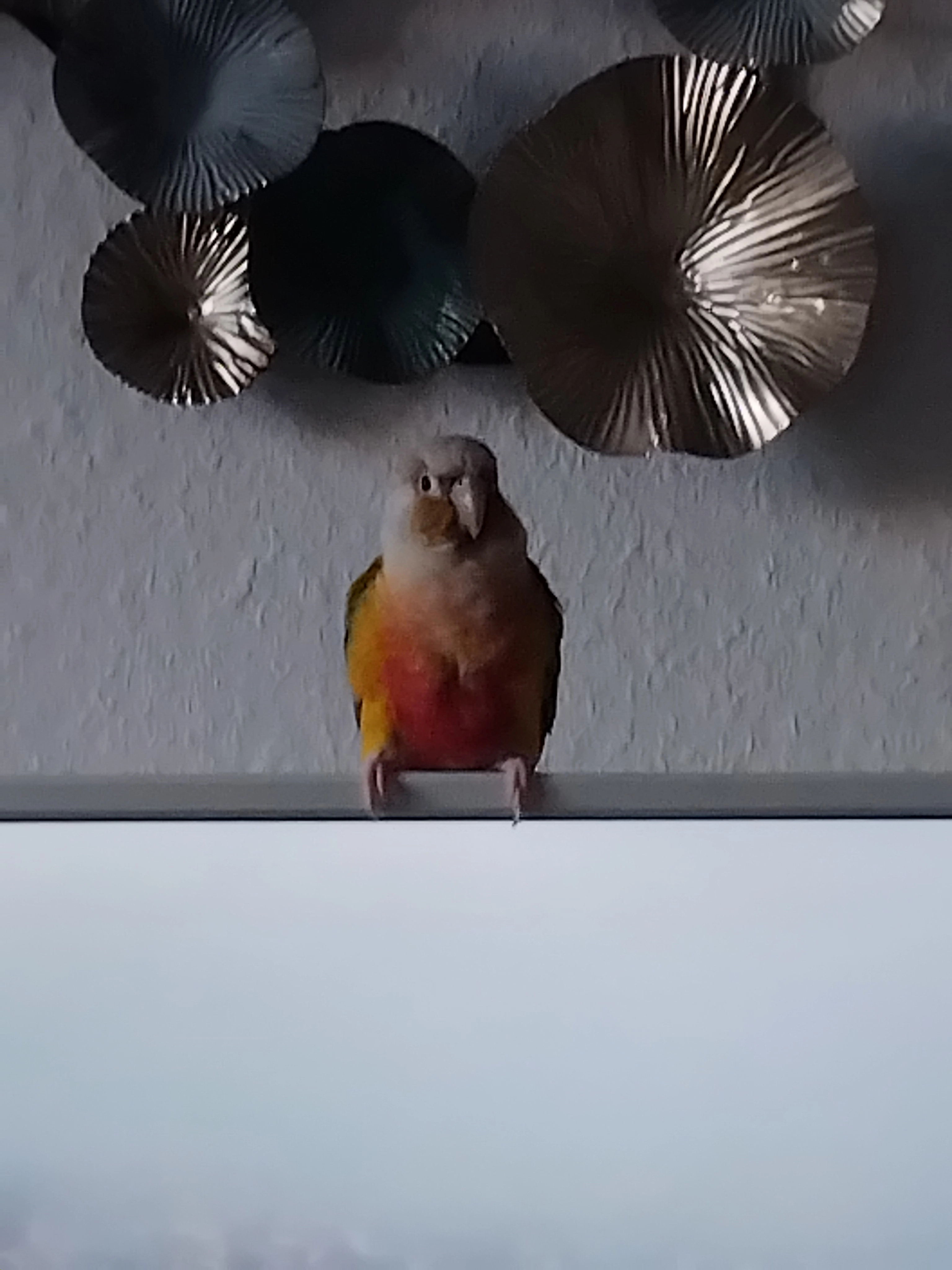 Waddora  - 402 Rue Saint-Nicolas, Vittel