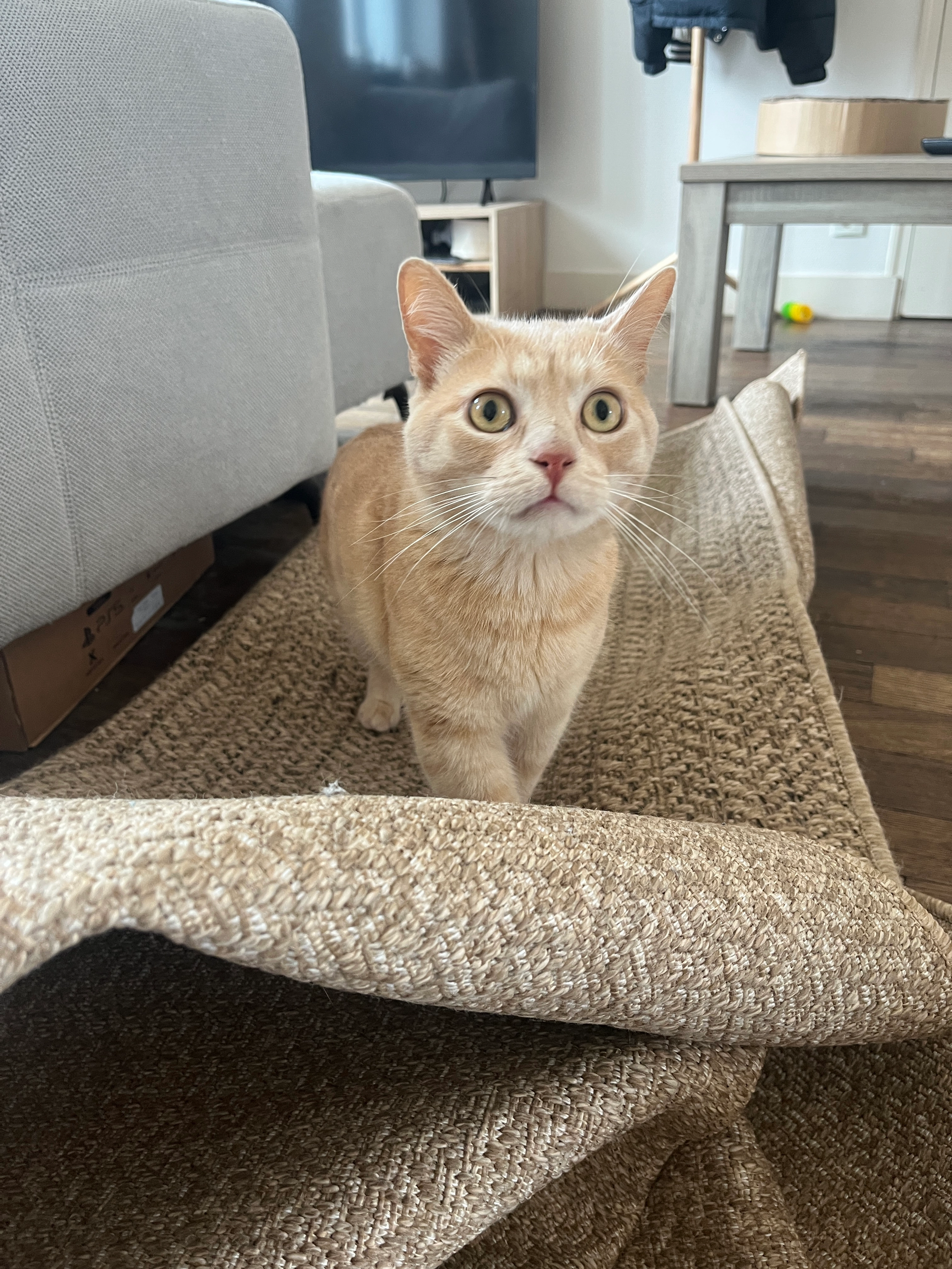 Uzo - Rue Du Pont L'abbé, Périers