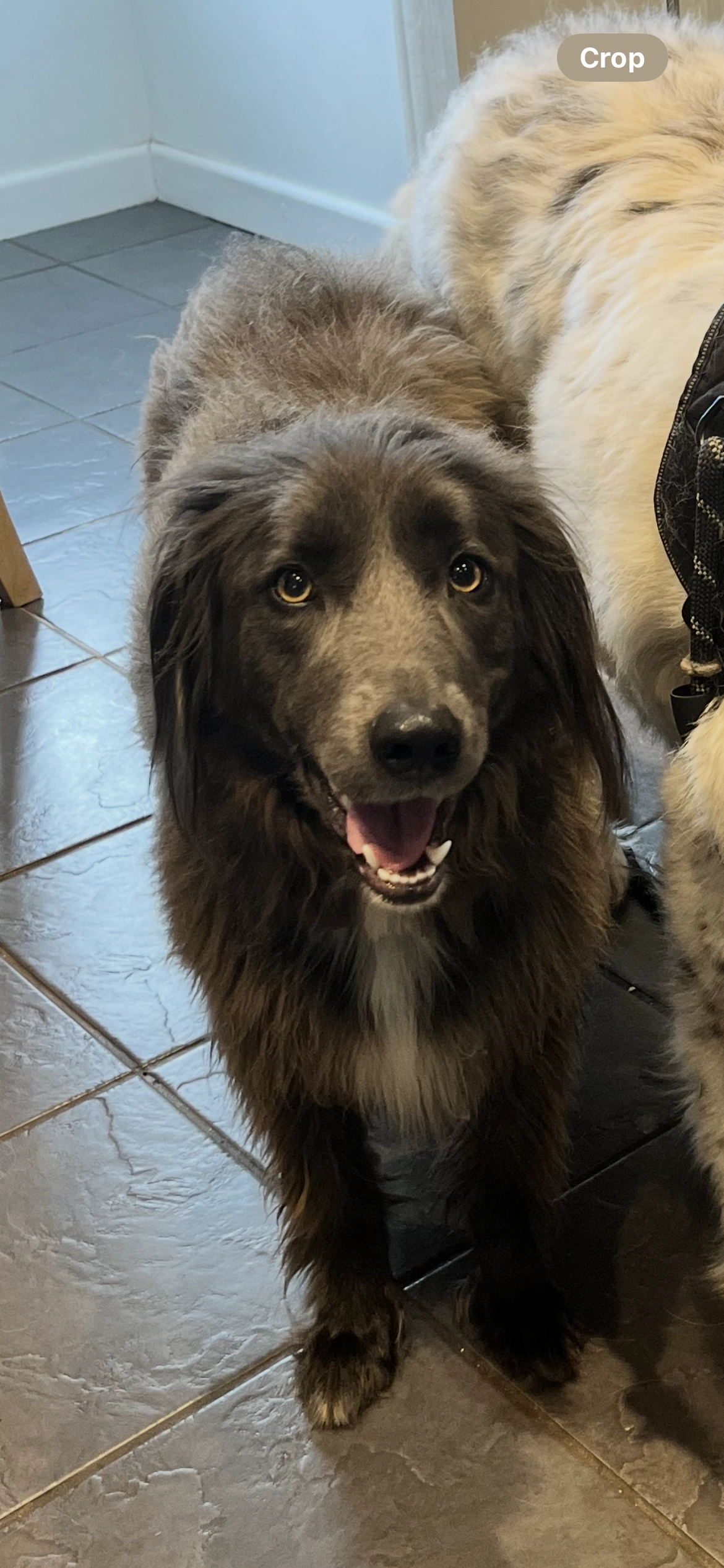 Luna  - 23 Shelley Street, Northampton