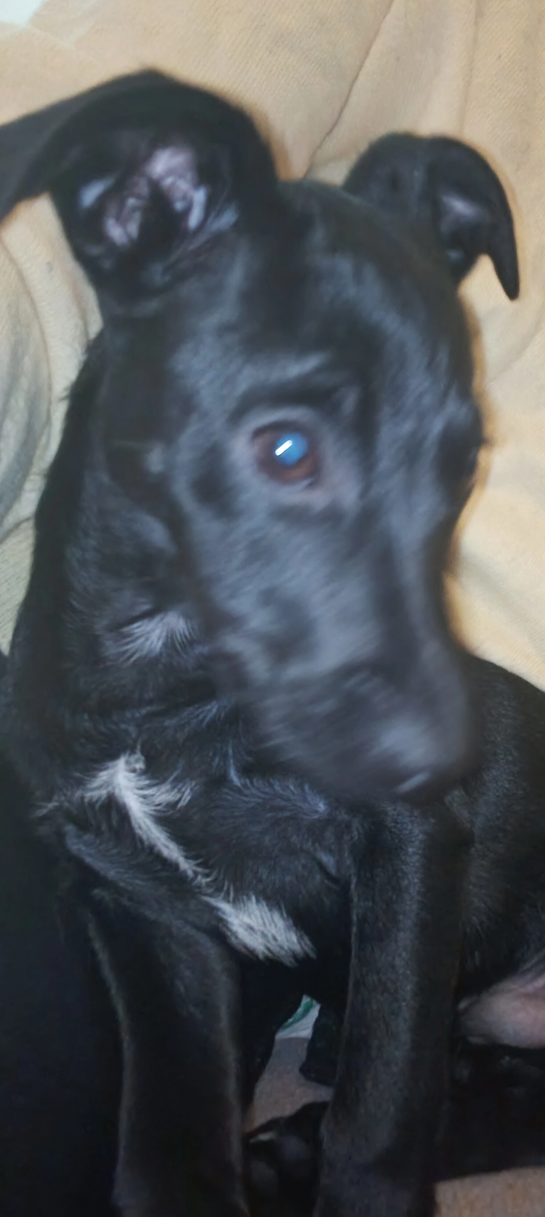 Locky - 219 Chemin de la Pradelle, Bessières