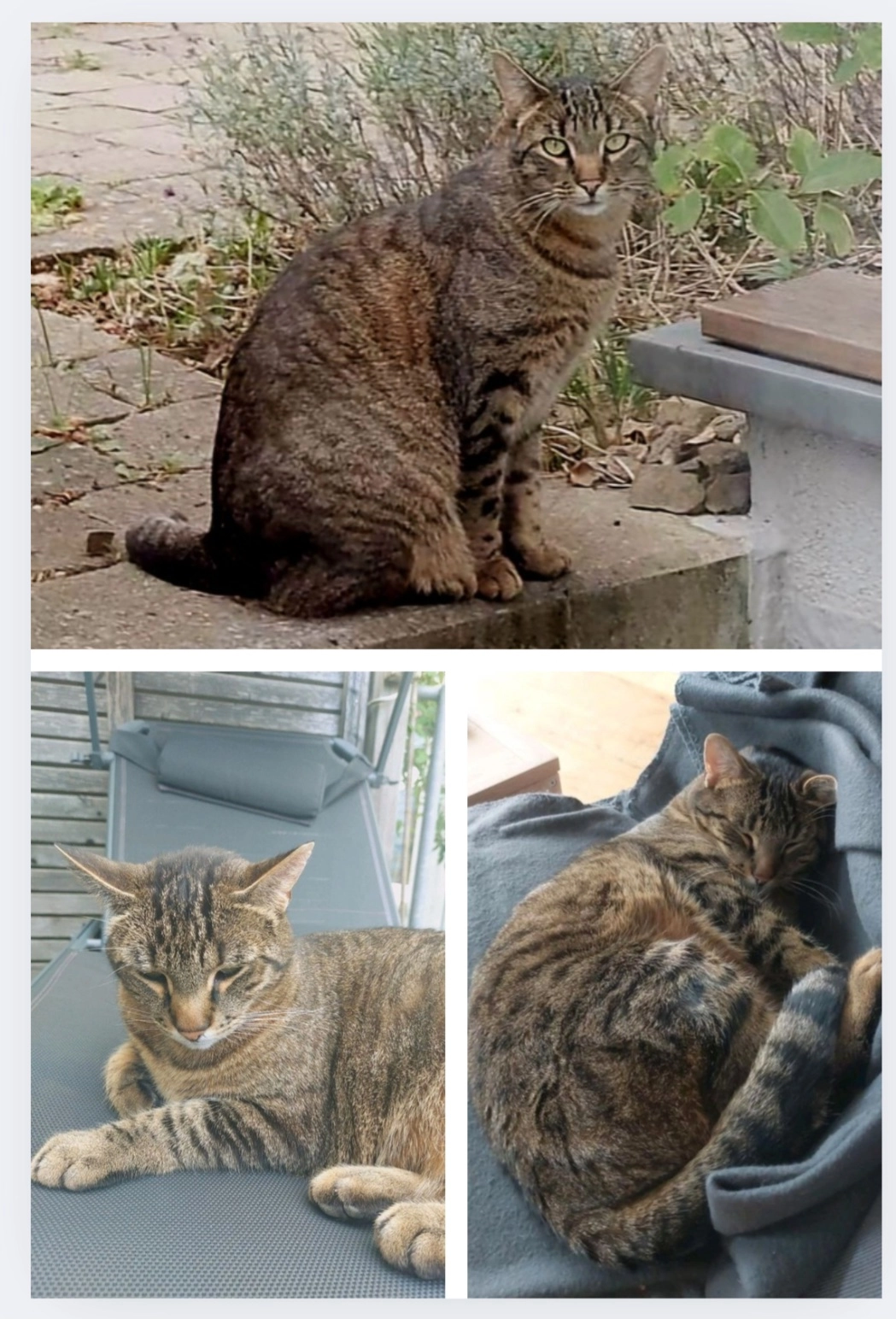 Willi - Hermann-Hesse-Weg, Herrenberg