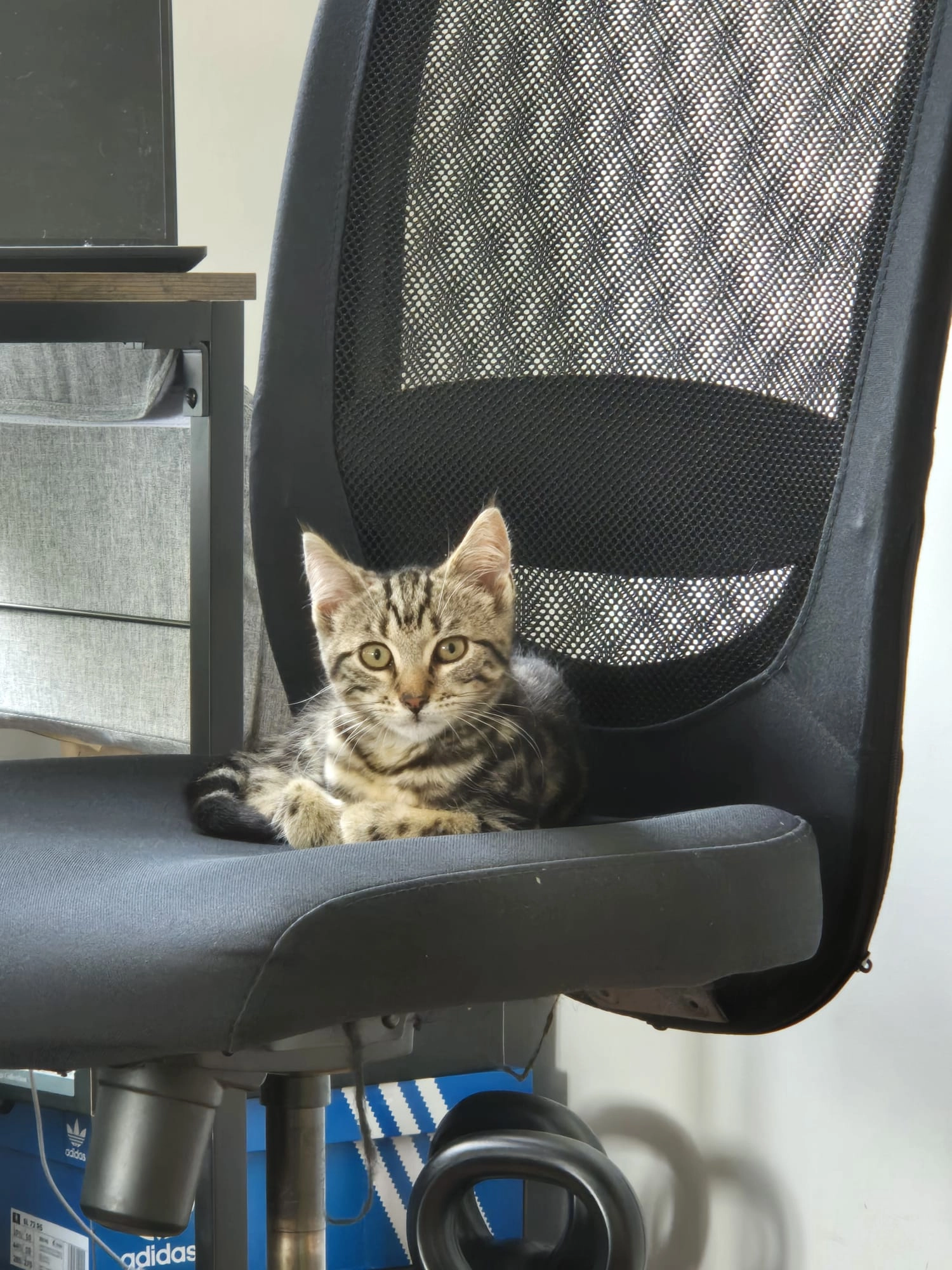 Trevor - The Lask, Gorey