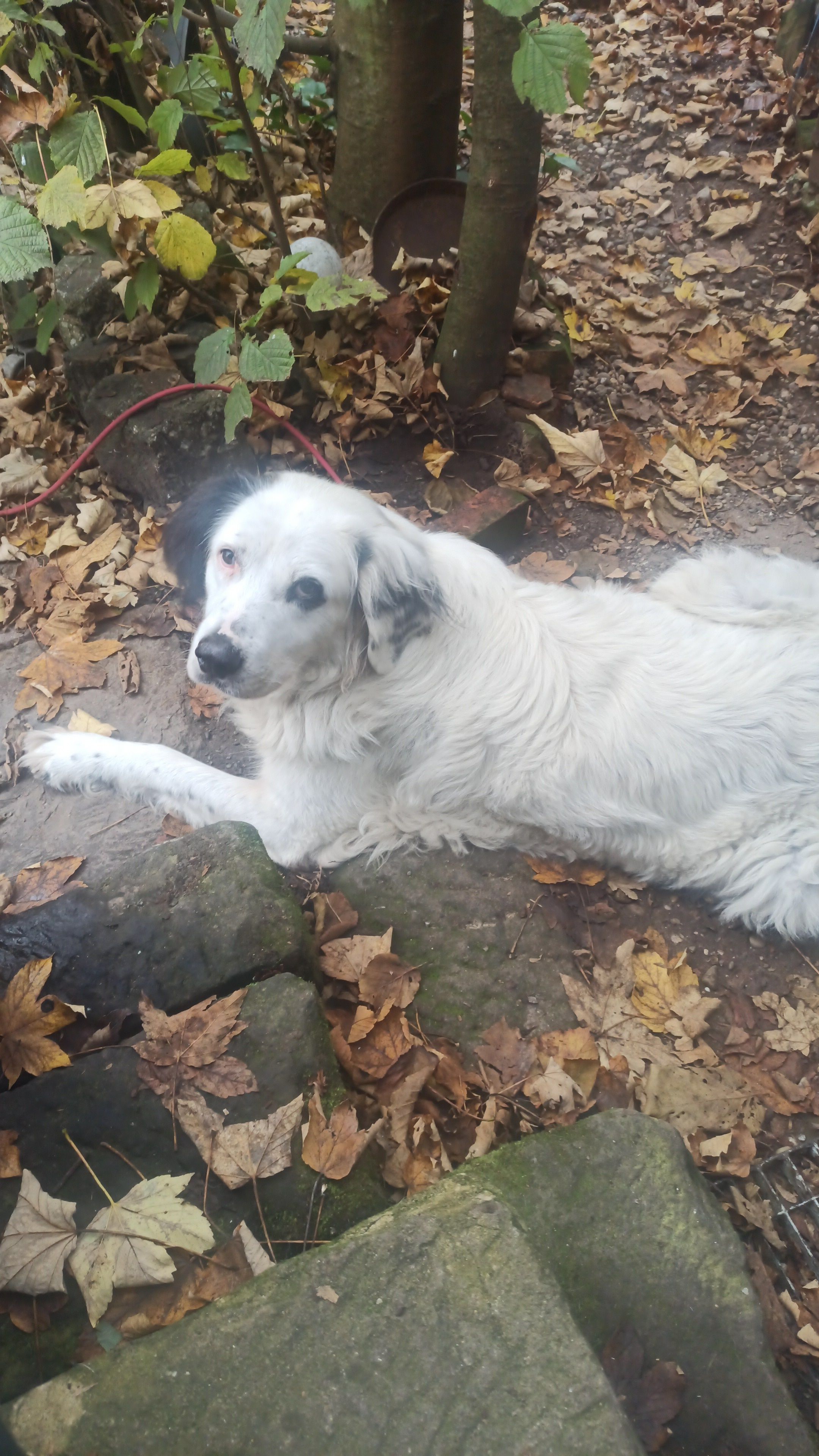 Floki - Einkorn, Schwäbisch Hall