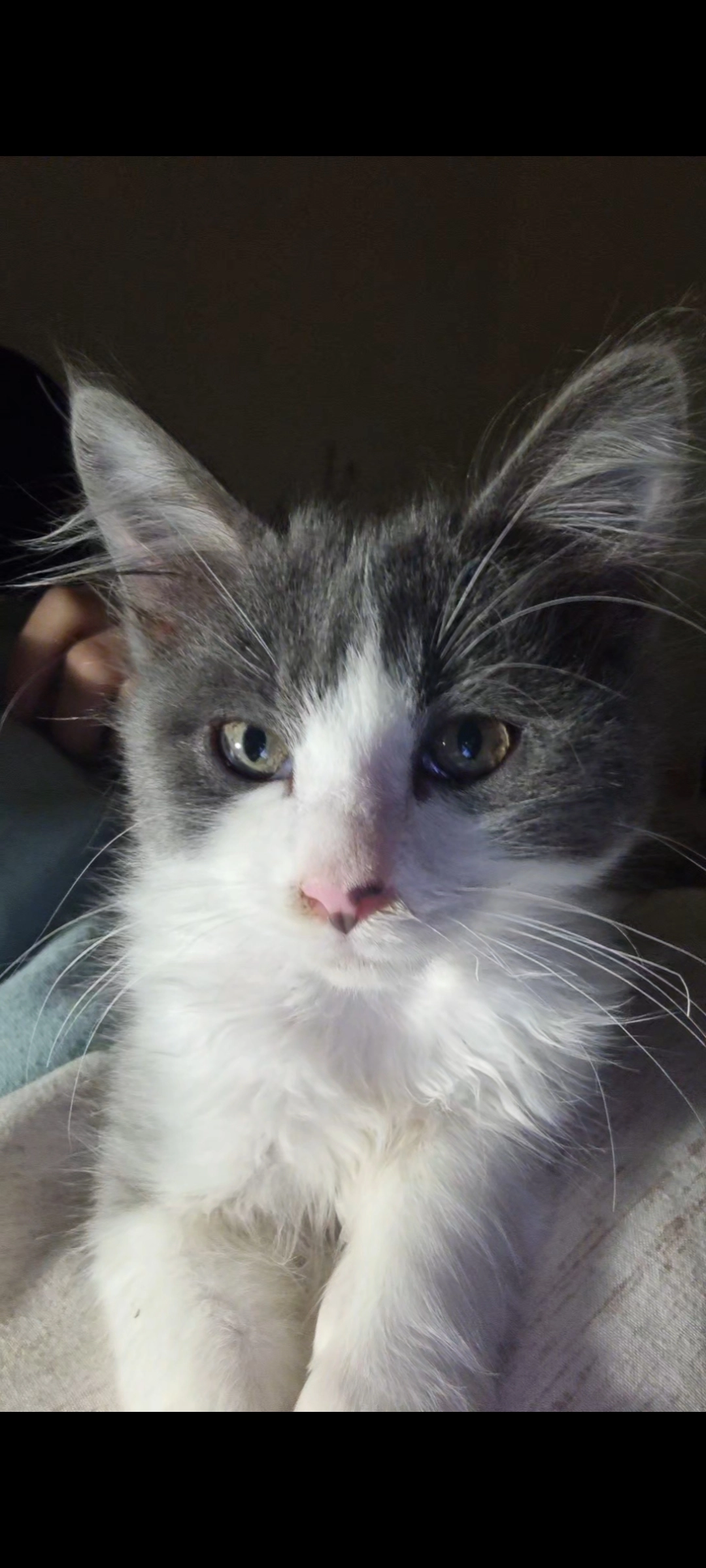 Chacha - Route du Ramet, Montayral