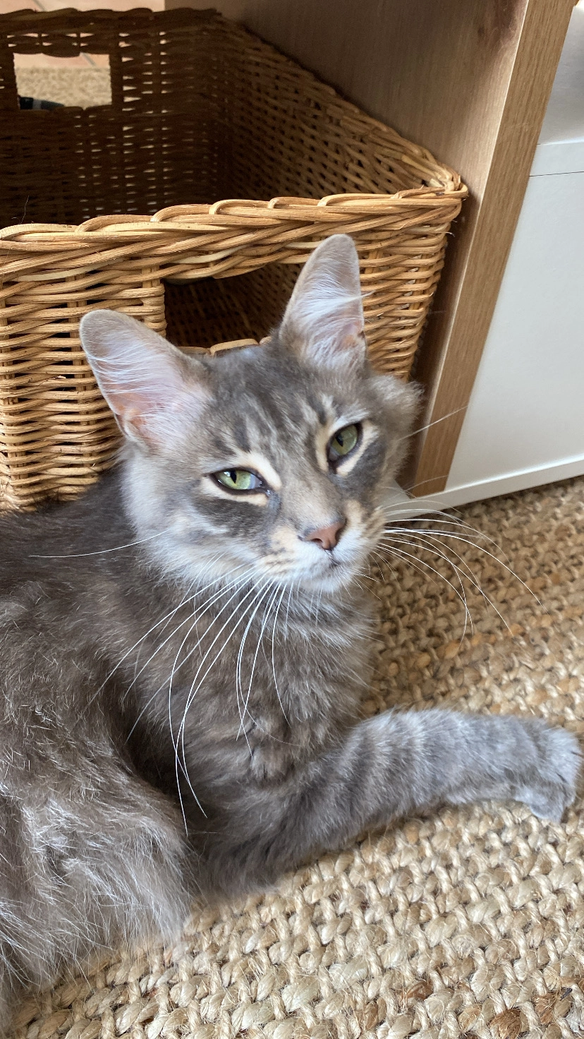 Ross - 1441 Chemin des Cinq Cantons, Le Thor