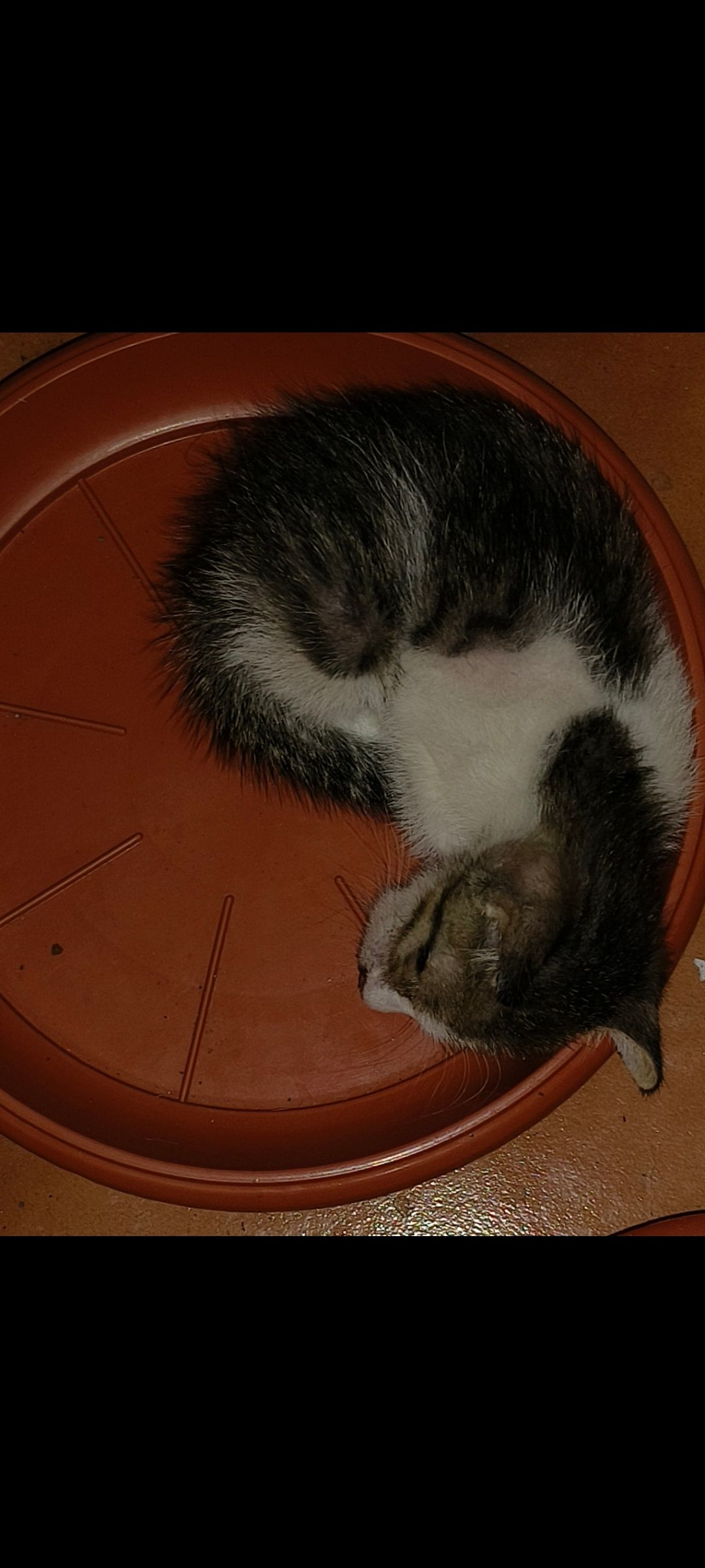 Felix - Janakiraman Colony Main Road, Chennai