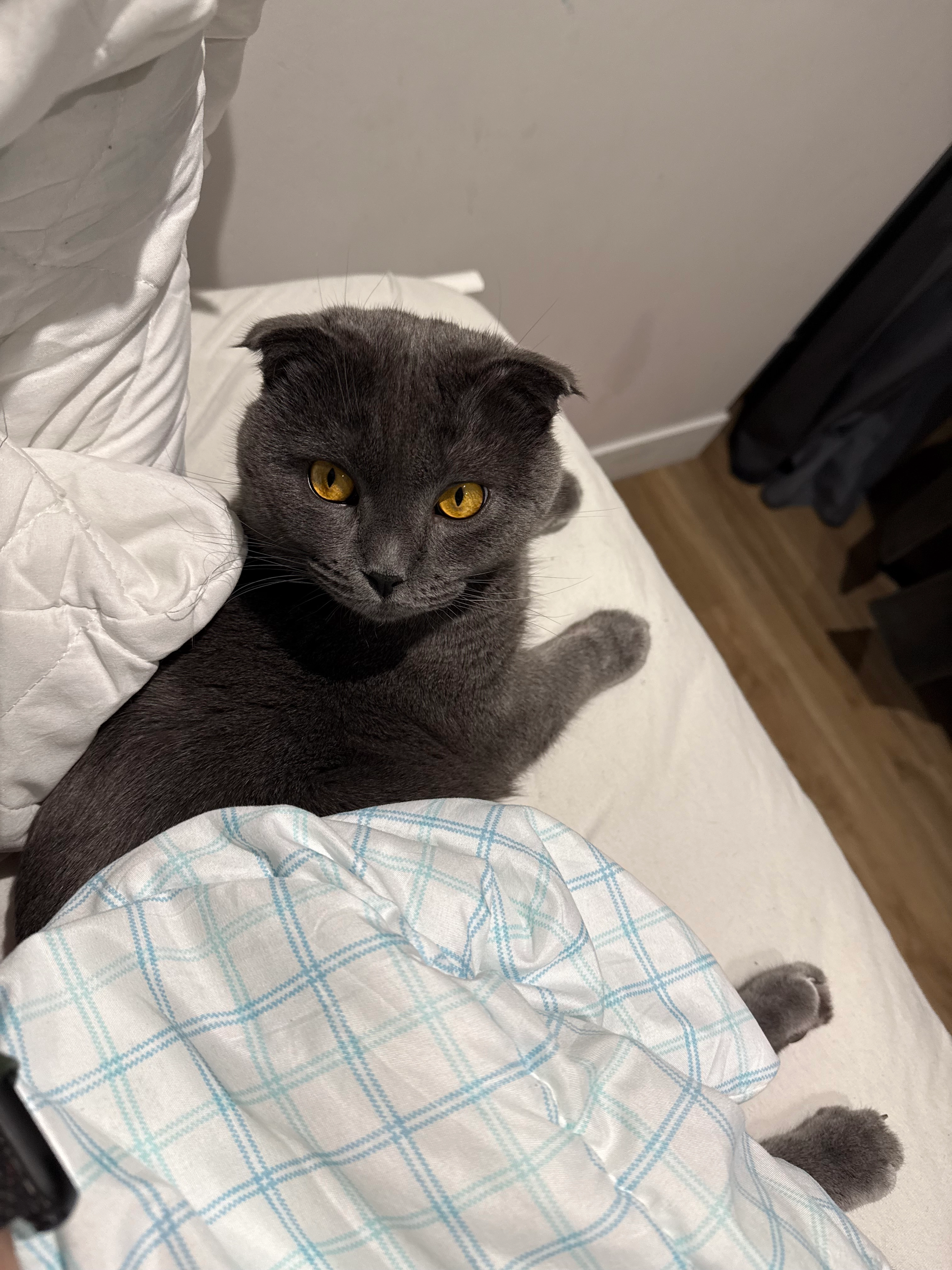 Tiago - Rue Du Chambon, Aubière