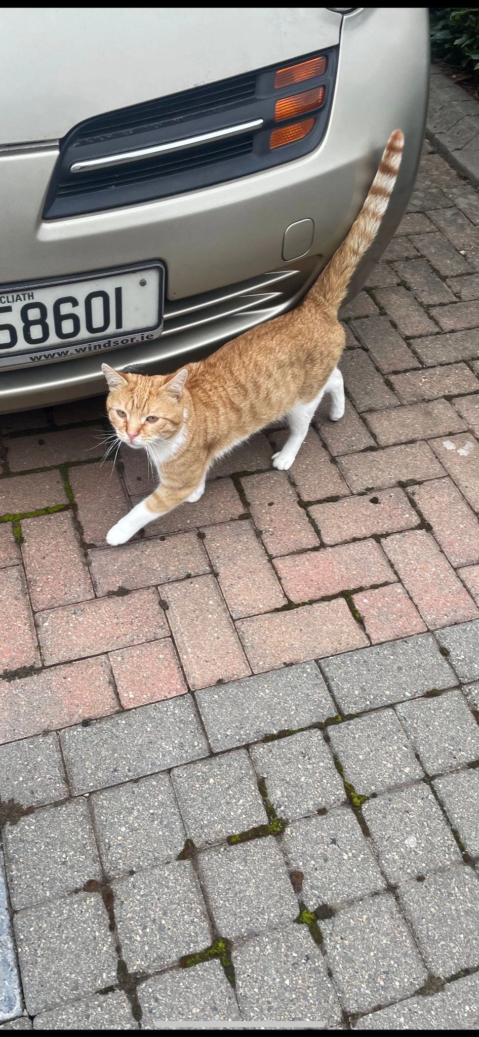 Marlo - Ivy Court, Dublin