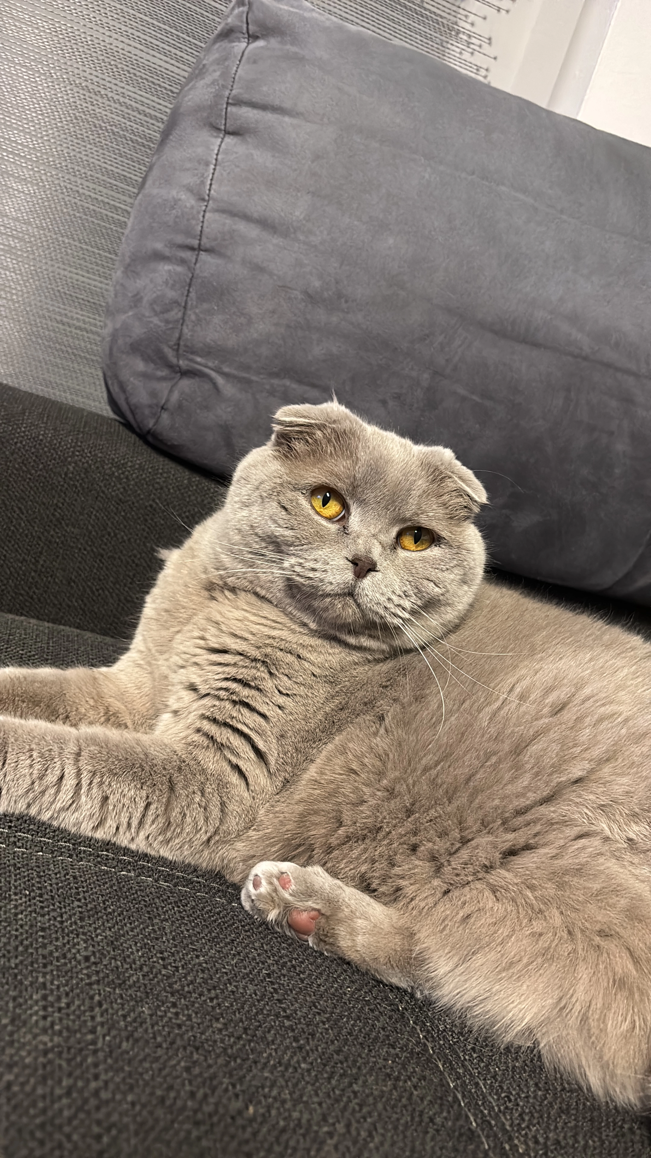 Snoo - Mozartstraße, Mülheim-Kärlich