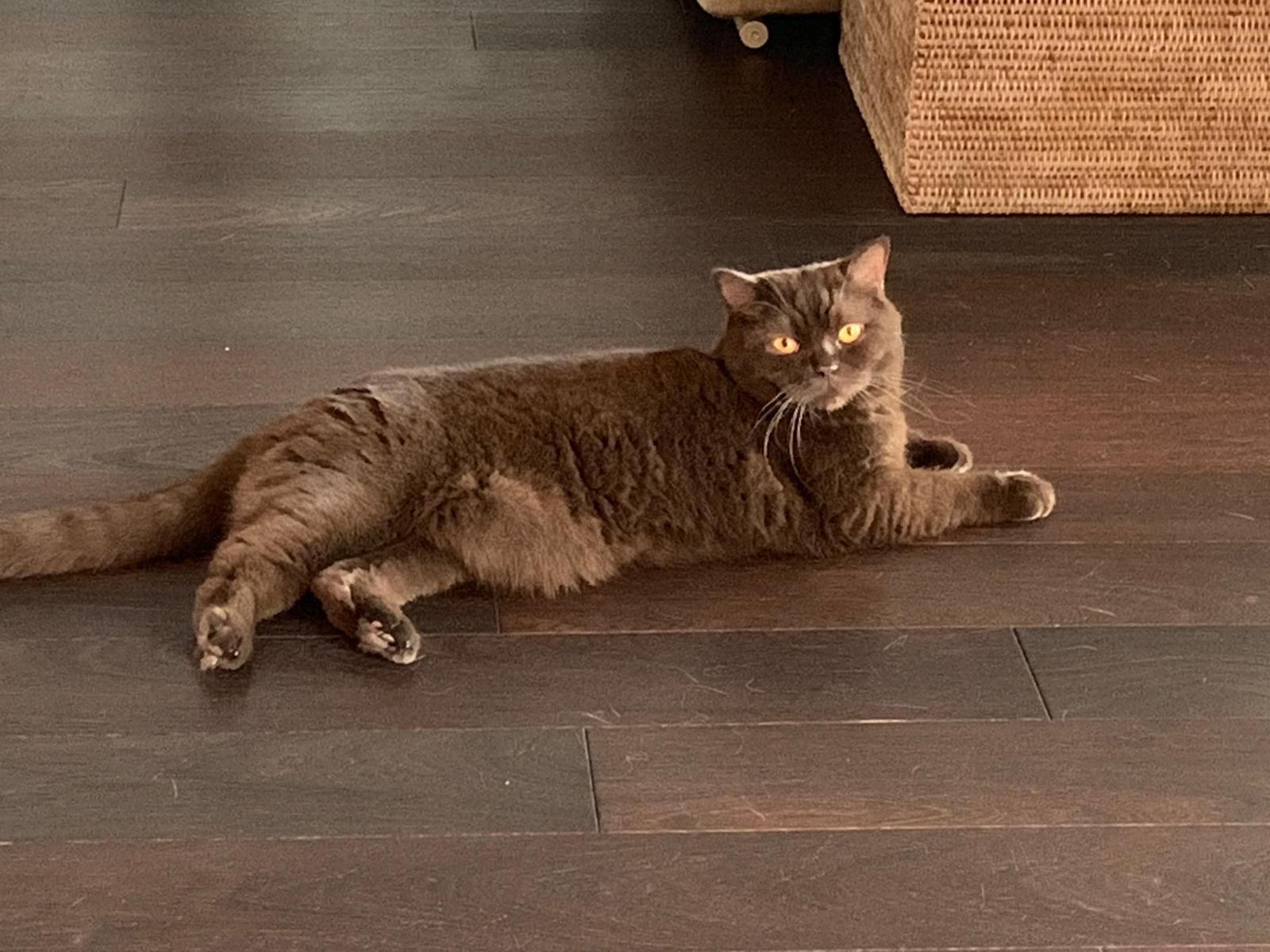 Brownie - Felsenstrasse 57, Wollerau