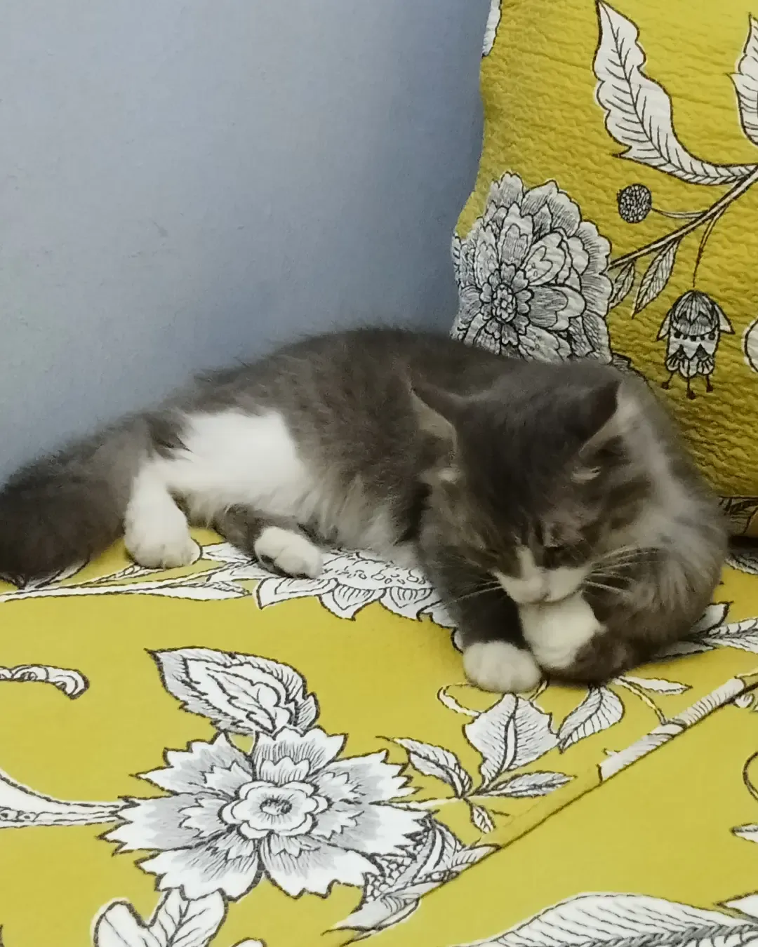 Habuk - Jalan Azalea 2, Muar