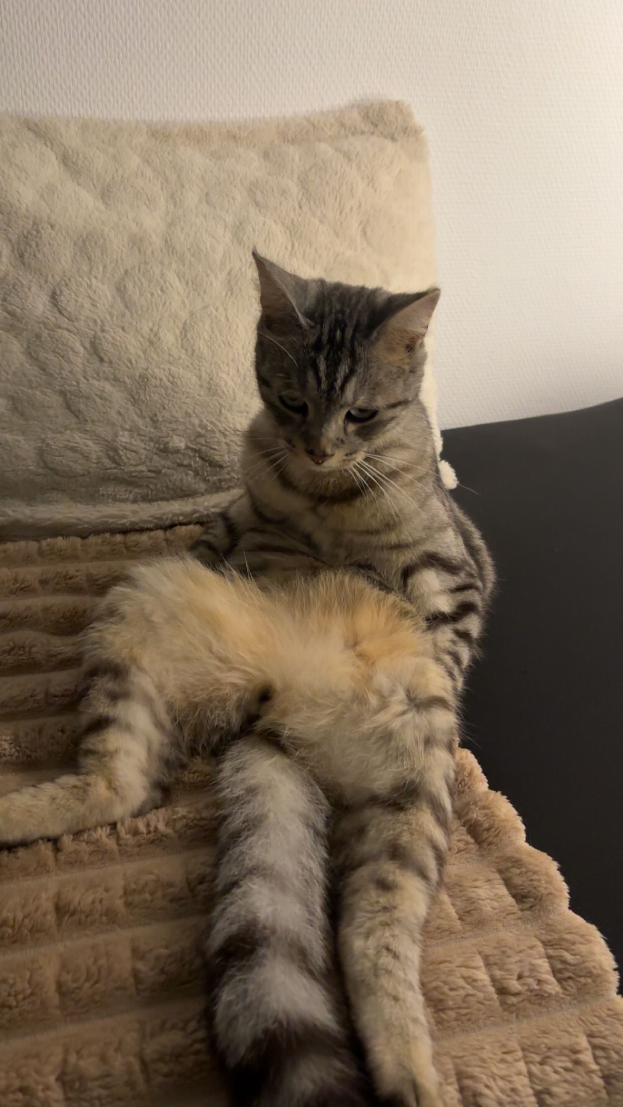 Tijuana / minus - 22 Rue de Kermabergal, Landaul