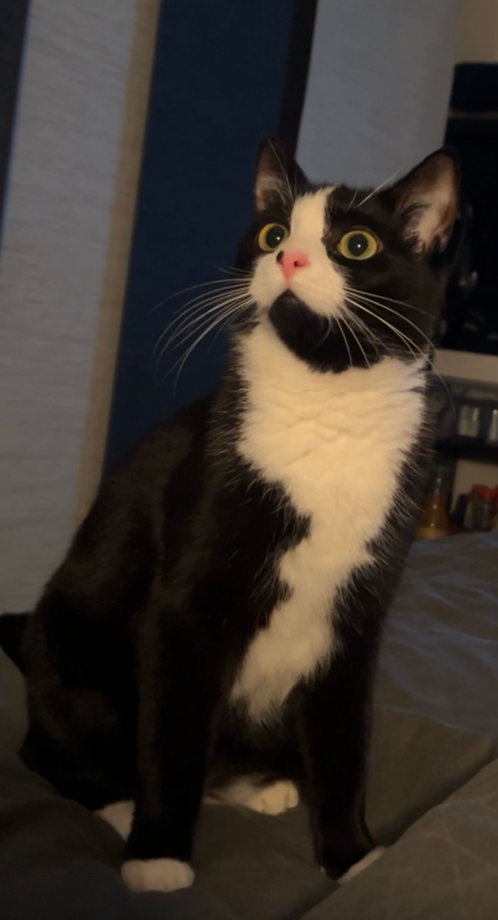 Charly - Kirschfeldstraße, Pfedelbach