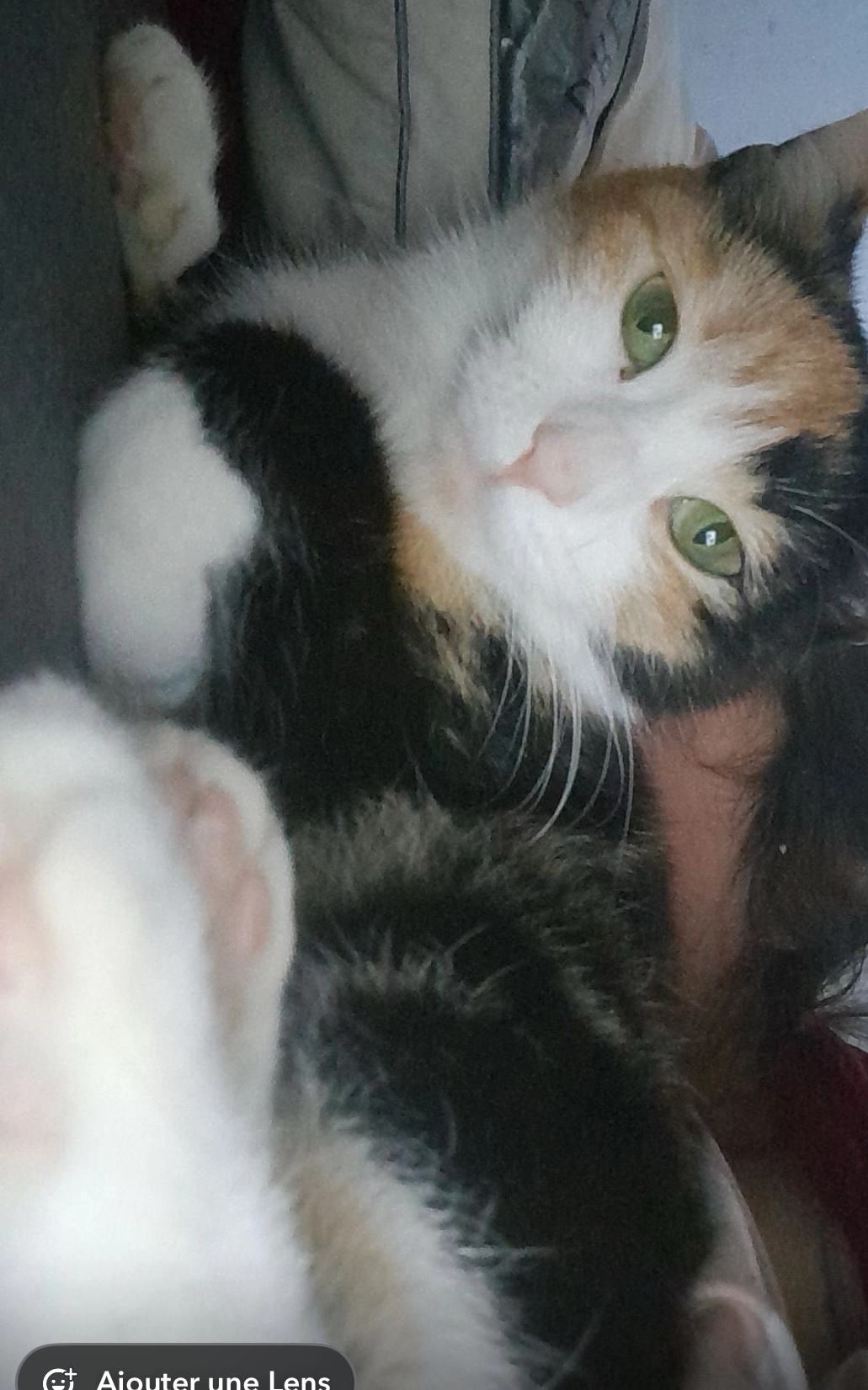 Tigresse - Wielemans Ceuppenslaan, Vorst