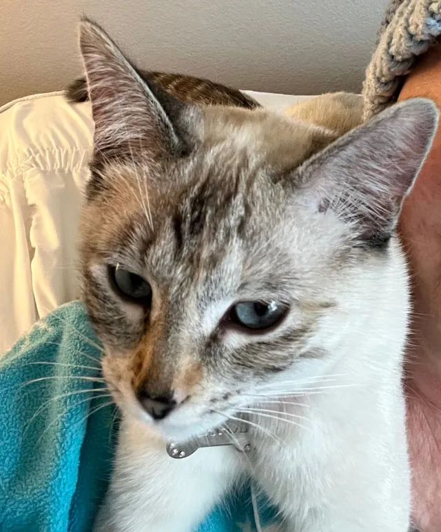 Maggie - 919 N Seneca Springs Way, Star