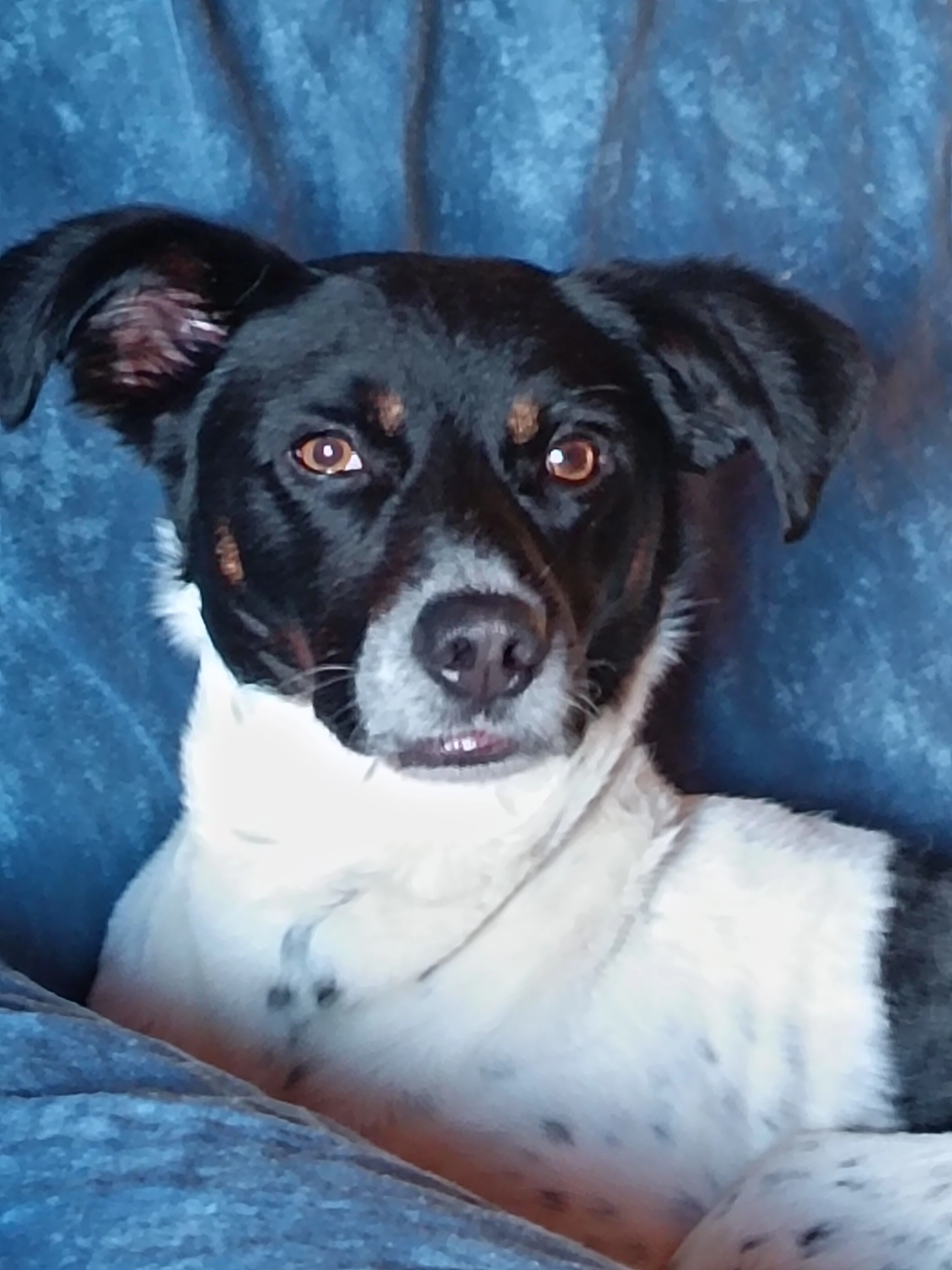 Loki  - 13 Rue Antoine de la Hubaudière, Quimper