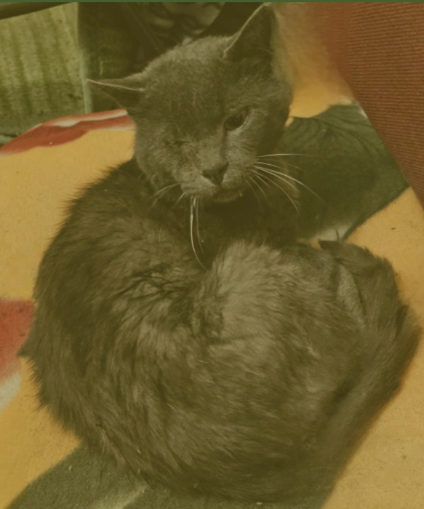 Marsik - Metzgerstraße, Thannhausen