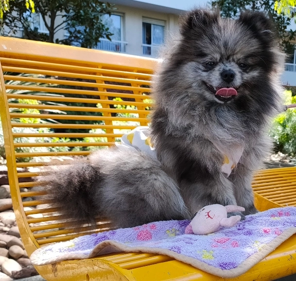 Princesse  - 9 Impasse des Fleurs, Cagnes-sur-Mer