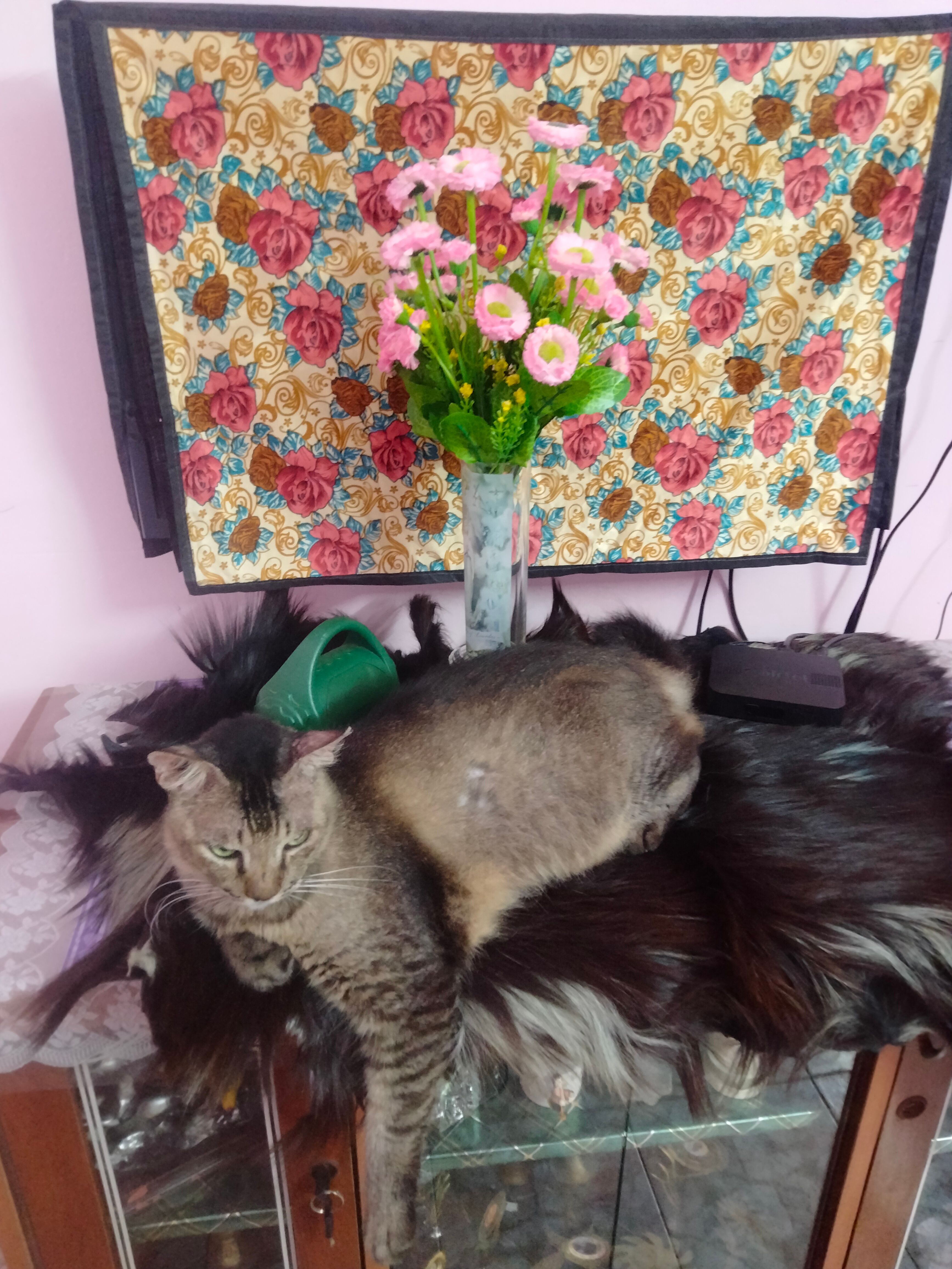 Tom - 1st Main Road, Avadi