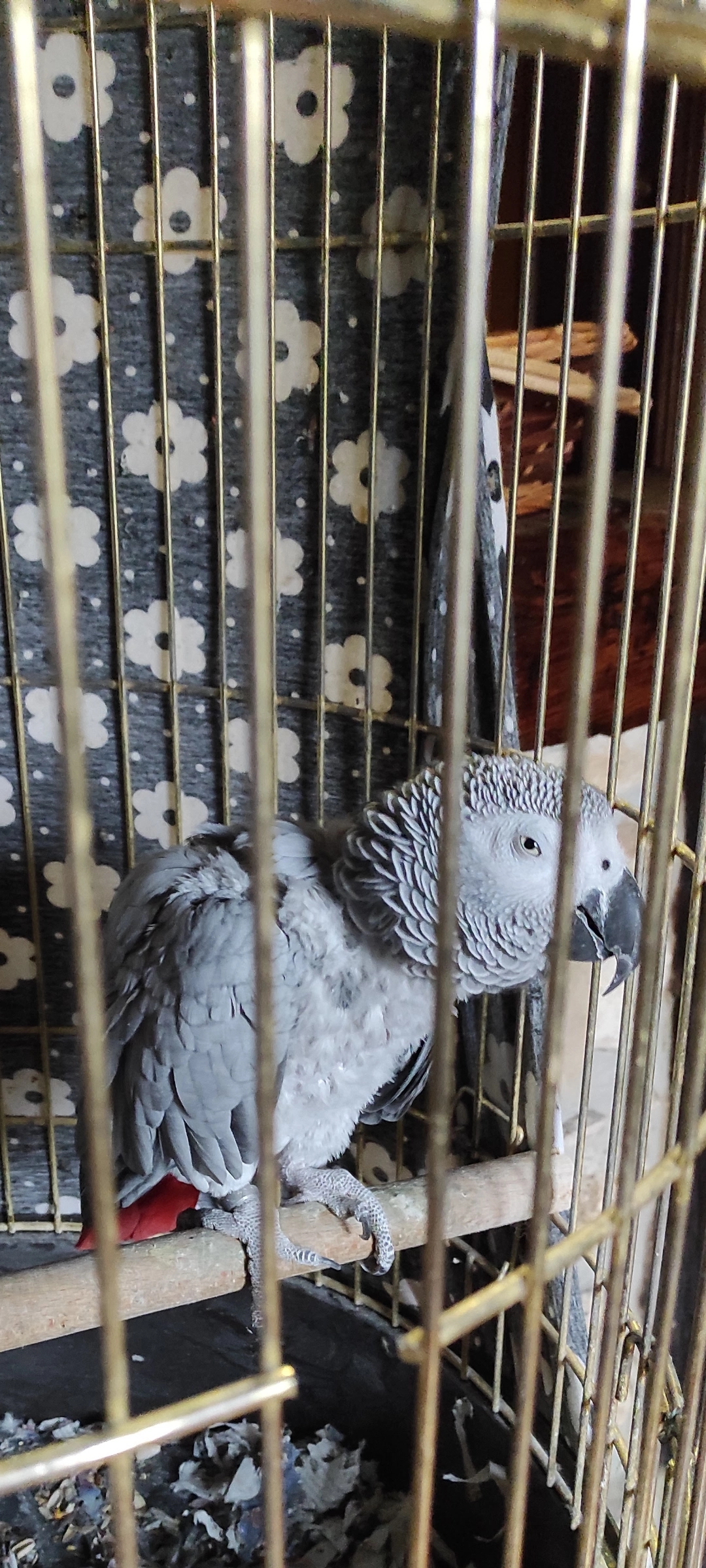 Mango - 9 Rue des Vives Eaux, Boissise-le-Roi