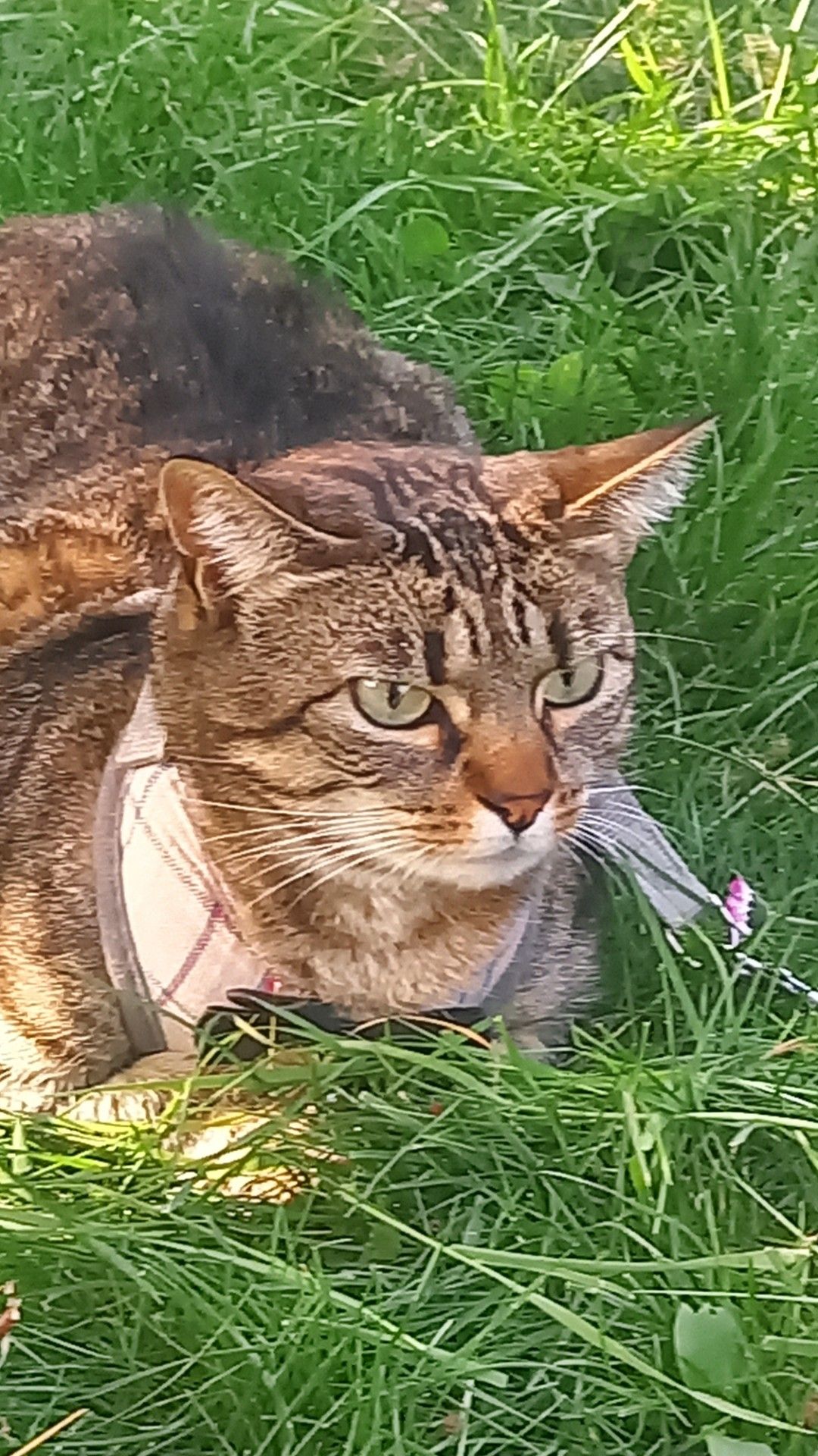 Nénette  - Rue Honoré De Balzac, Chalon-sur-Saône