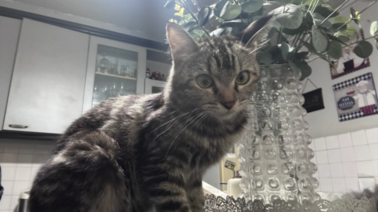 Kitana - Bedok North Road, Singapore