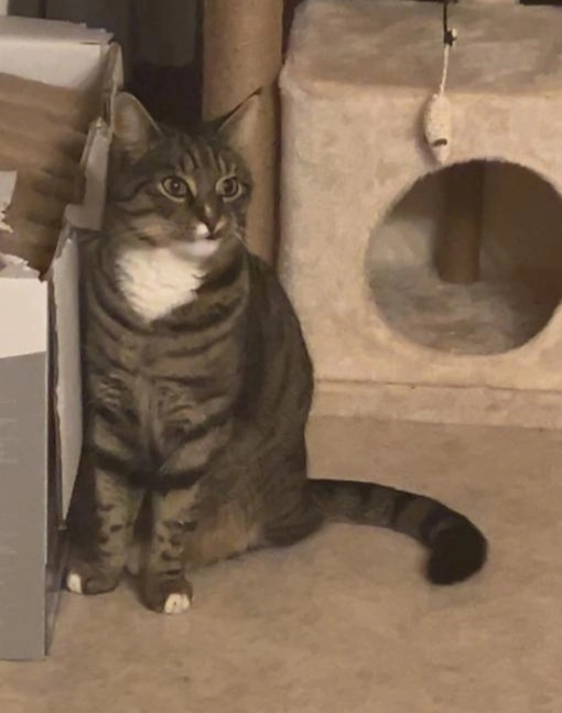 Ser Pfote - Dr.-Burgkart-Straße, Holzheim