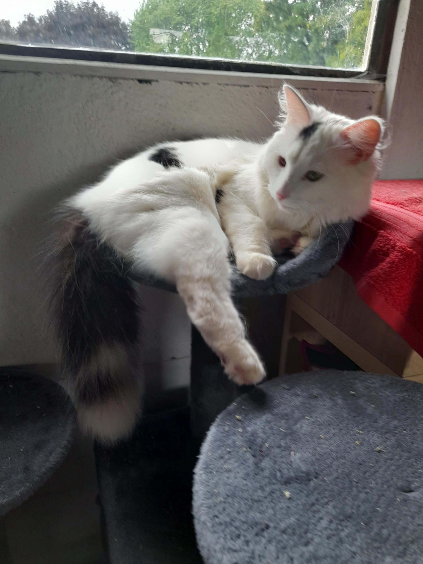 Frankie - Nottingham Road, Derby