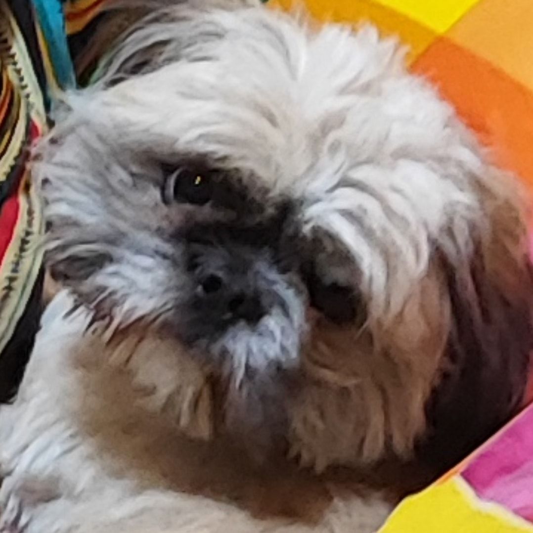 Pati - چهارراه بهار, Isfahan