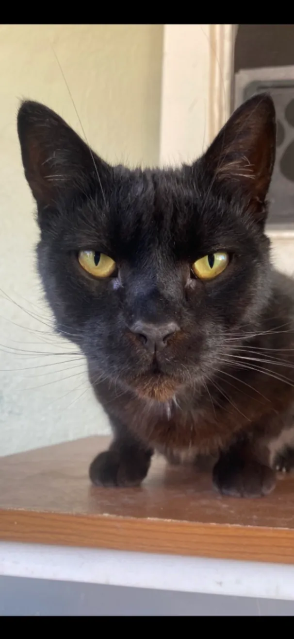 Oreo - Brian St, Hayward