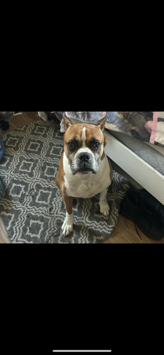 Boxer  - H St, Chula Vista