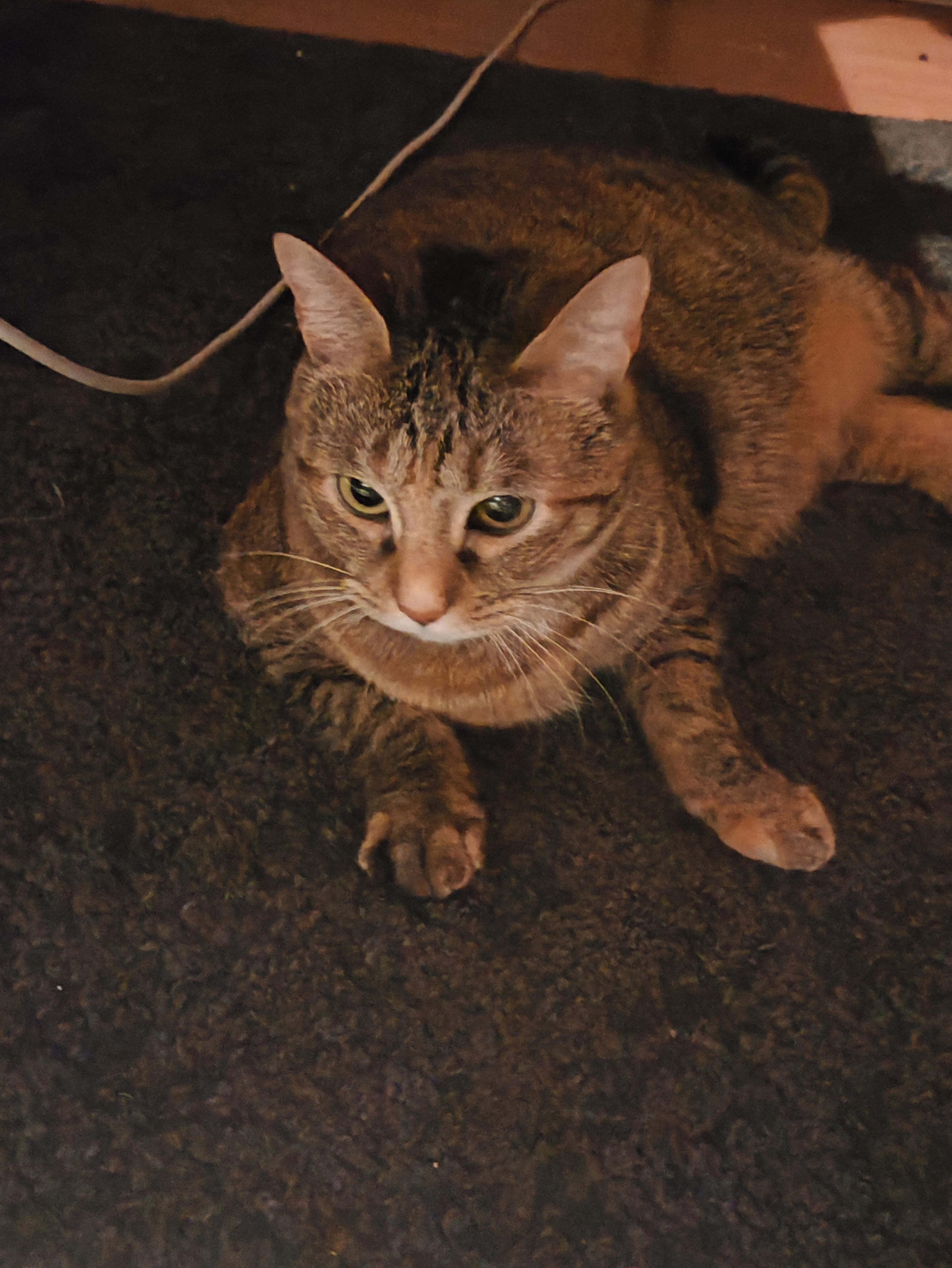 Shizu - Tudskærvej 24, Vanløse