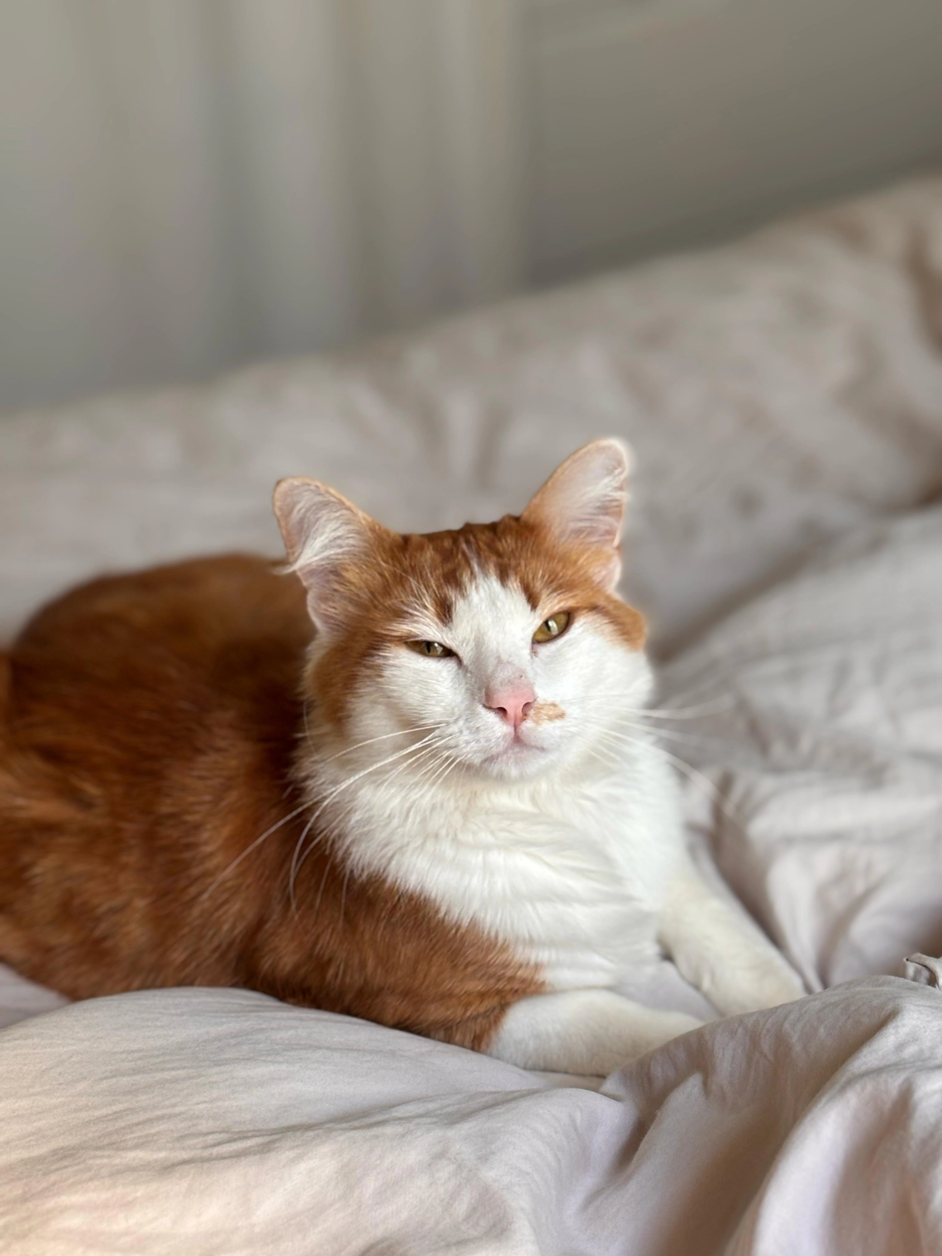 Pacha - Rue d'Estienne d'Orves, Brétigny-sur-Orge