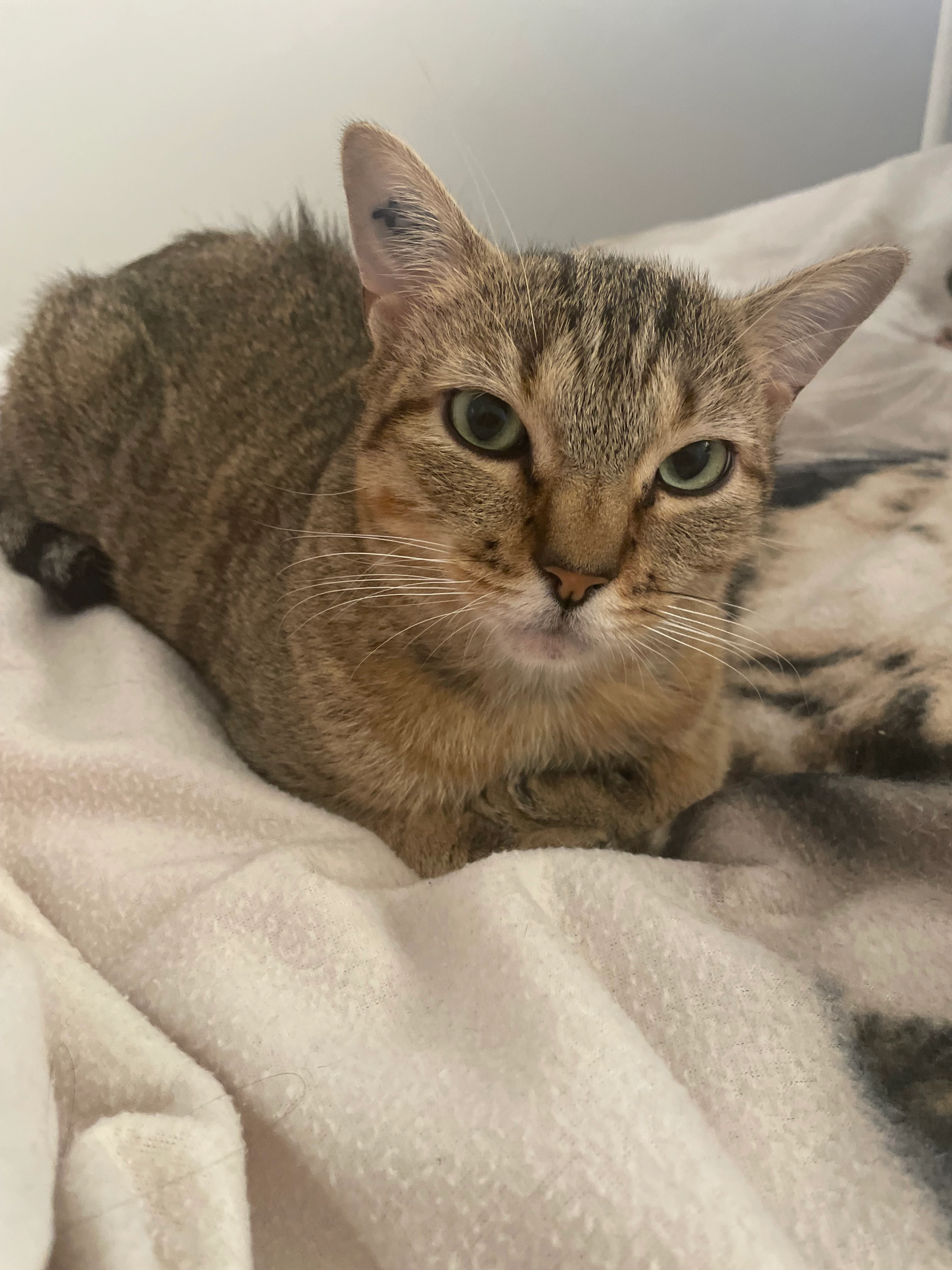 Salem - Rue De L'ardillière, Couesmes