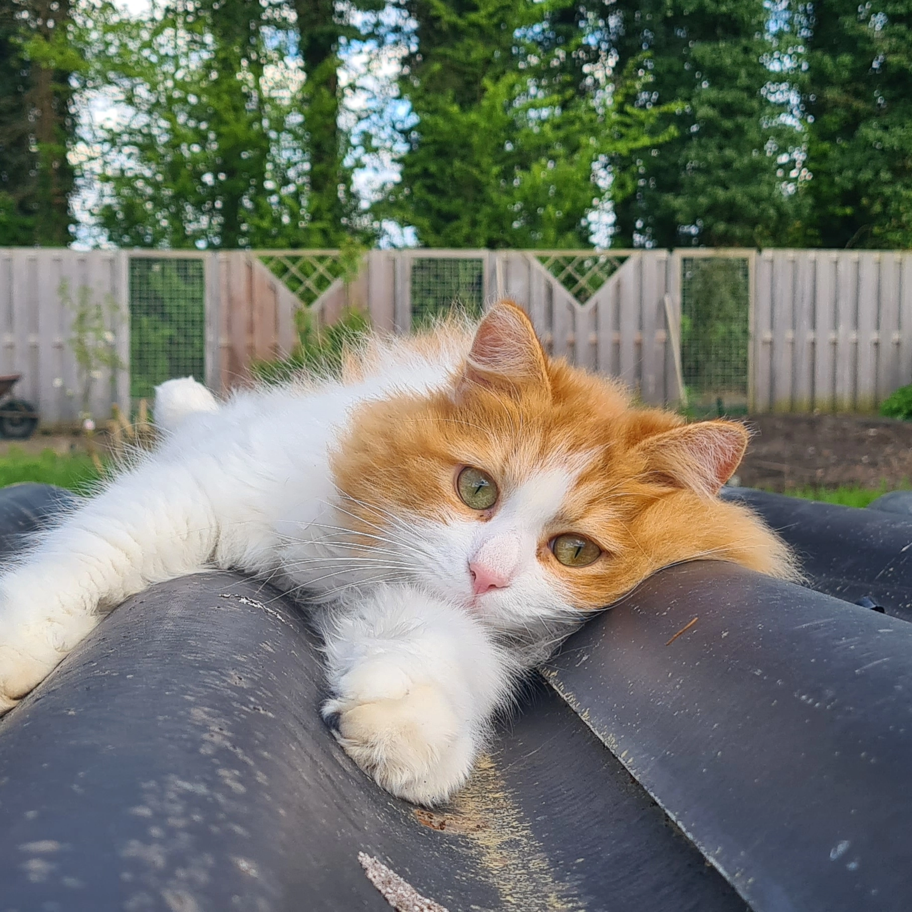 Terry - Dorpsstraat, Sellingen