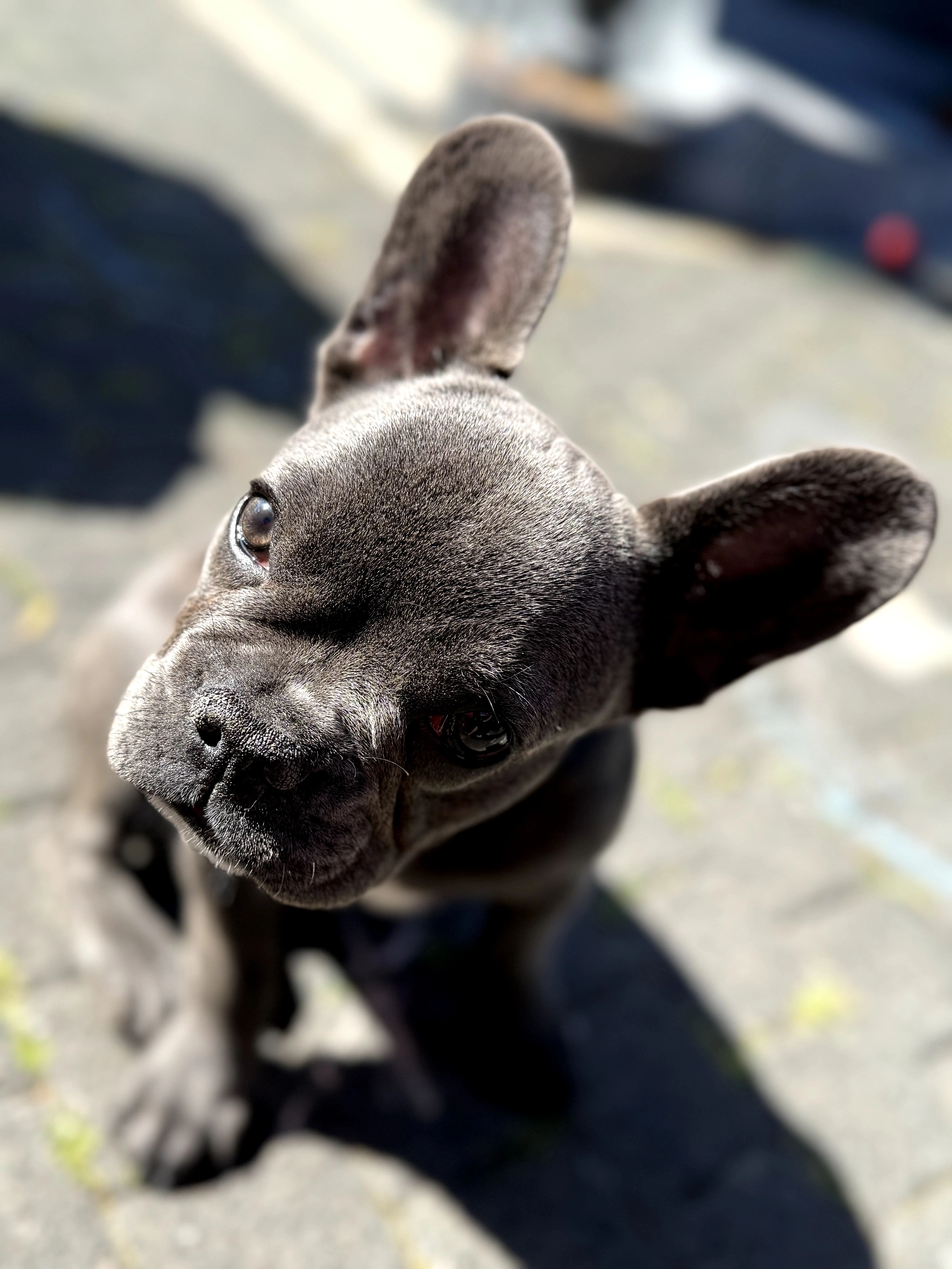 Litchis - Rue Sodbronn, Illkirch-Graffenstaden