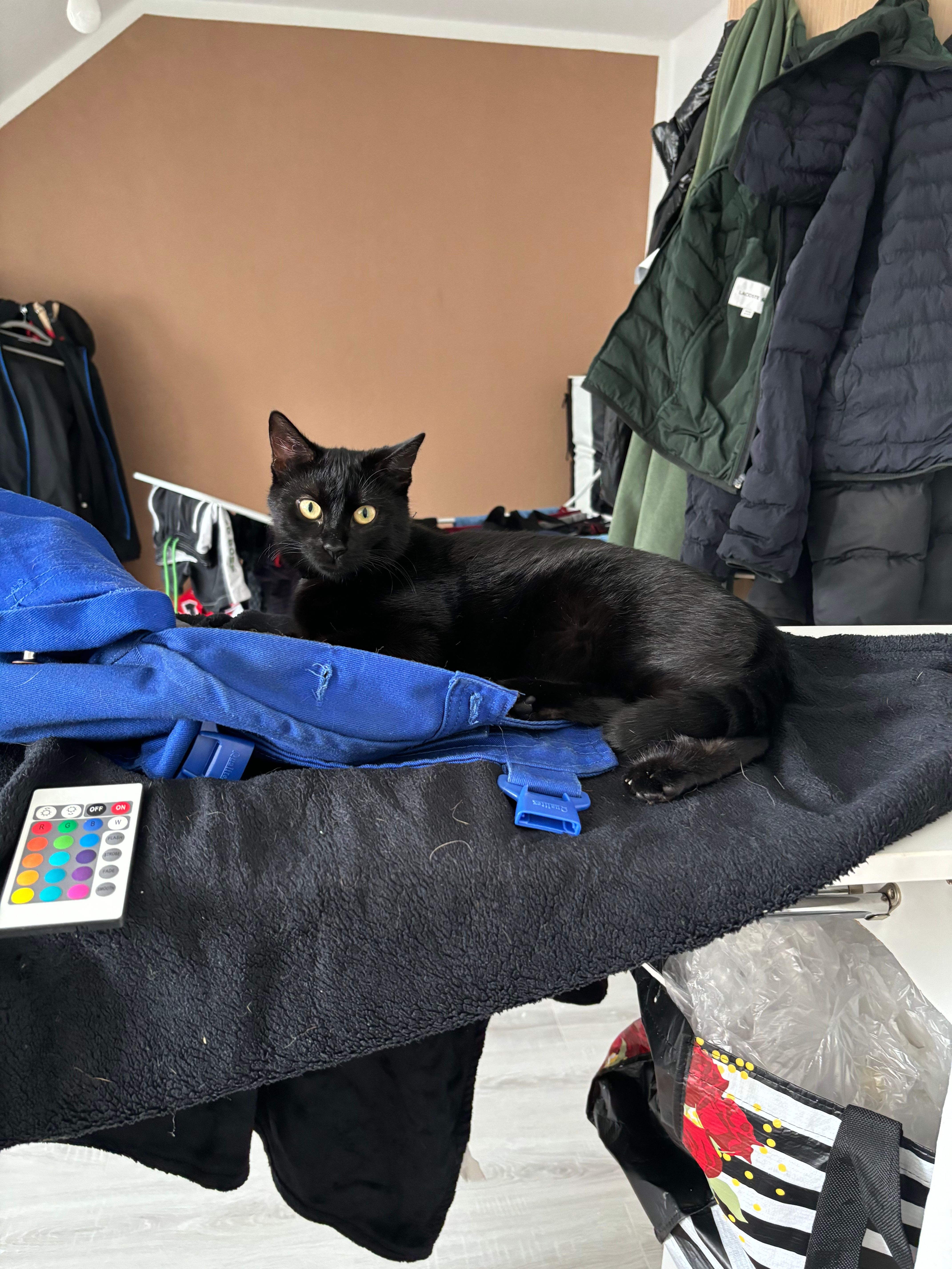 Ivy - Paul-Frost-Ring, Fürstenwalde/Spree