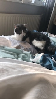 Snuisje - Nobellaan, Assen