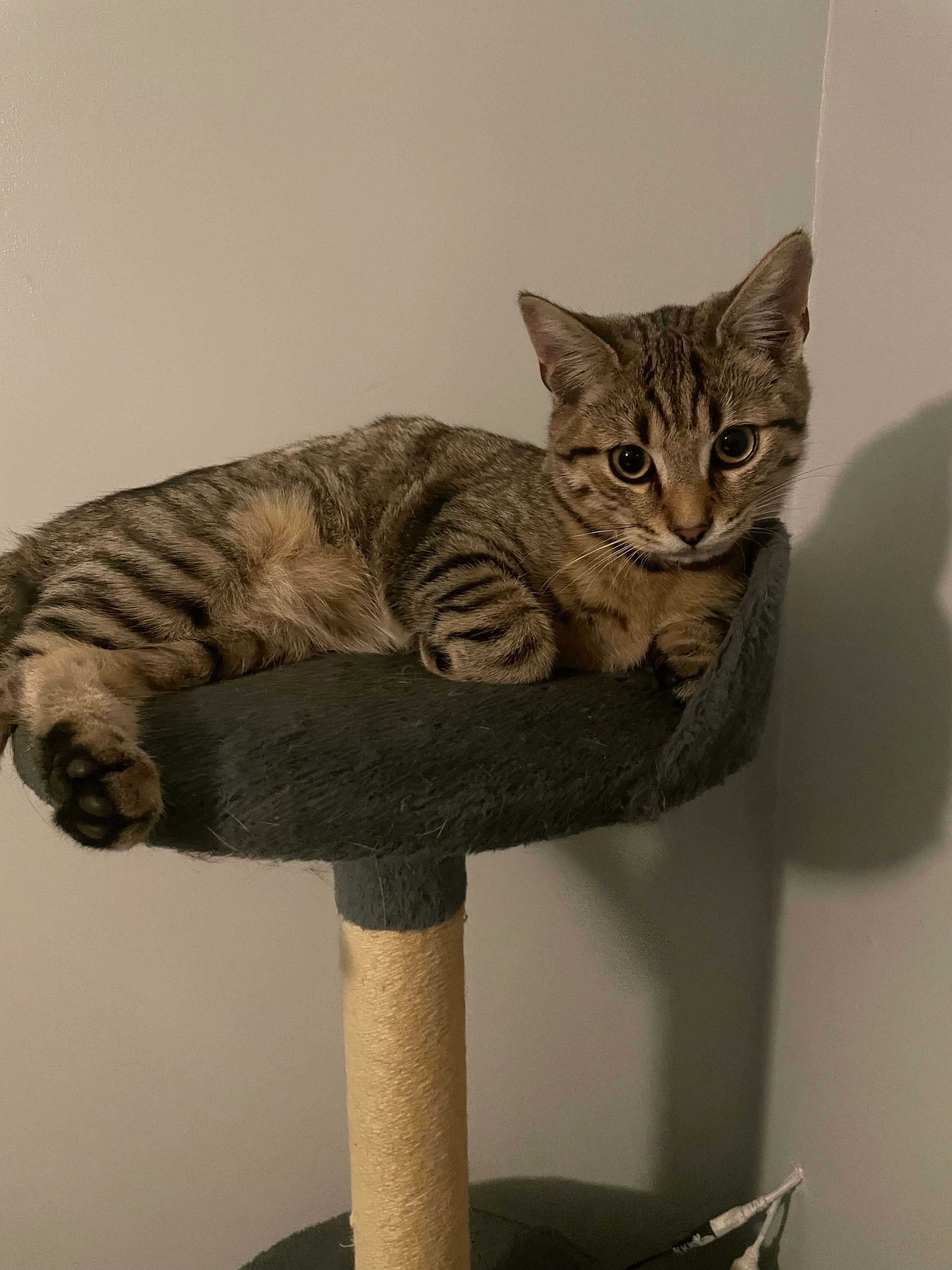 Fitini - 36 Rue Jacqueline Quatremaire, Drancy