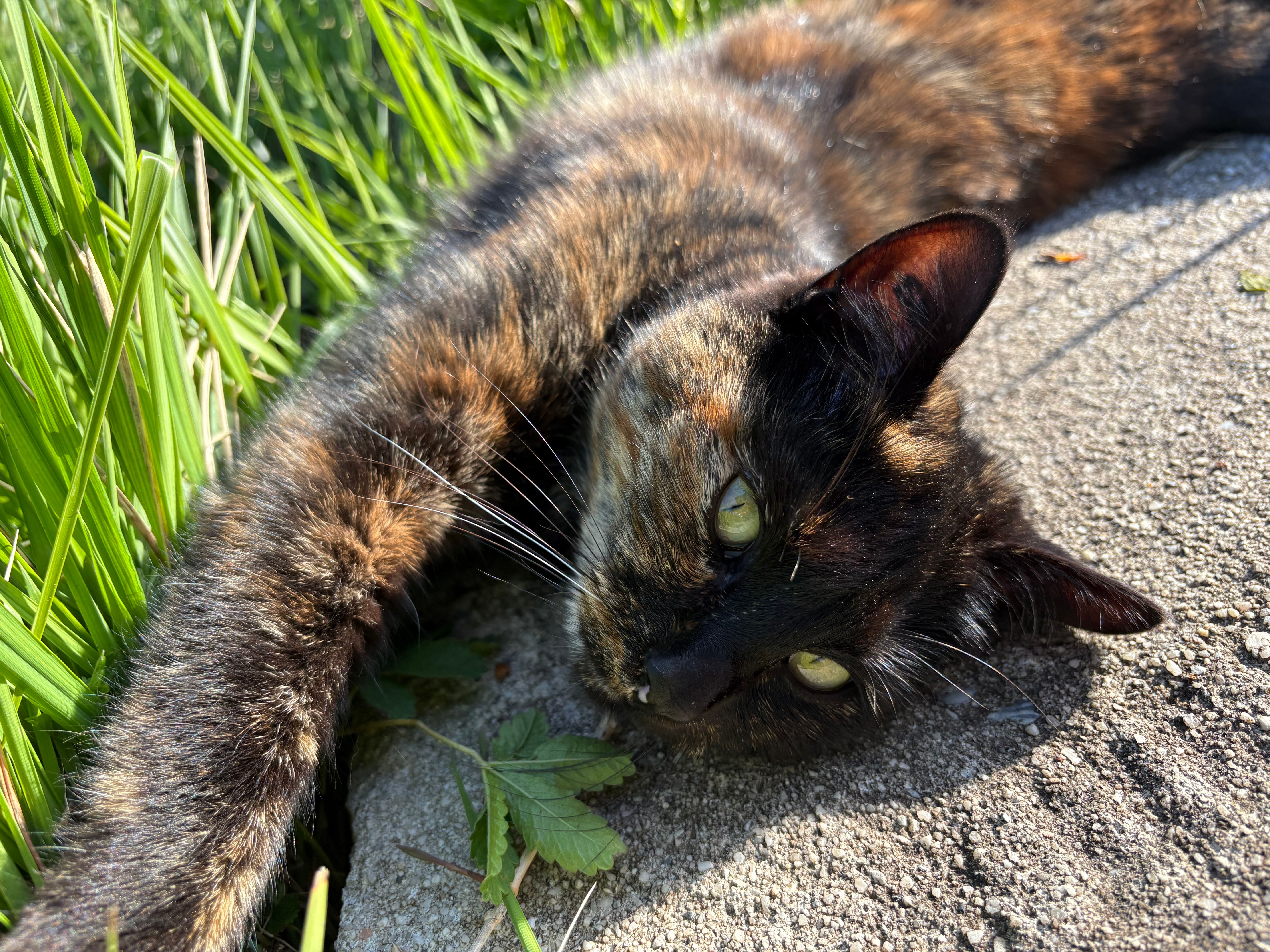 Cookie - Chemin Des Greyzeaux, Yvrac