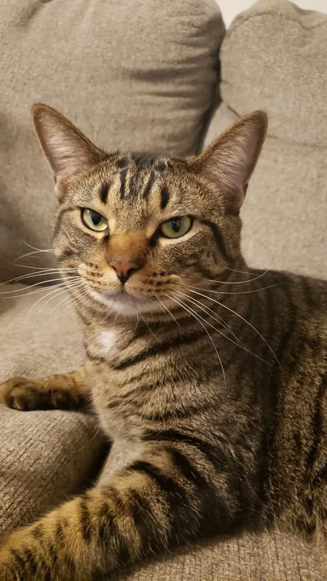 Milo  - 533 Plum St, Noblesville
