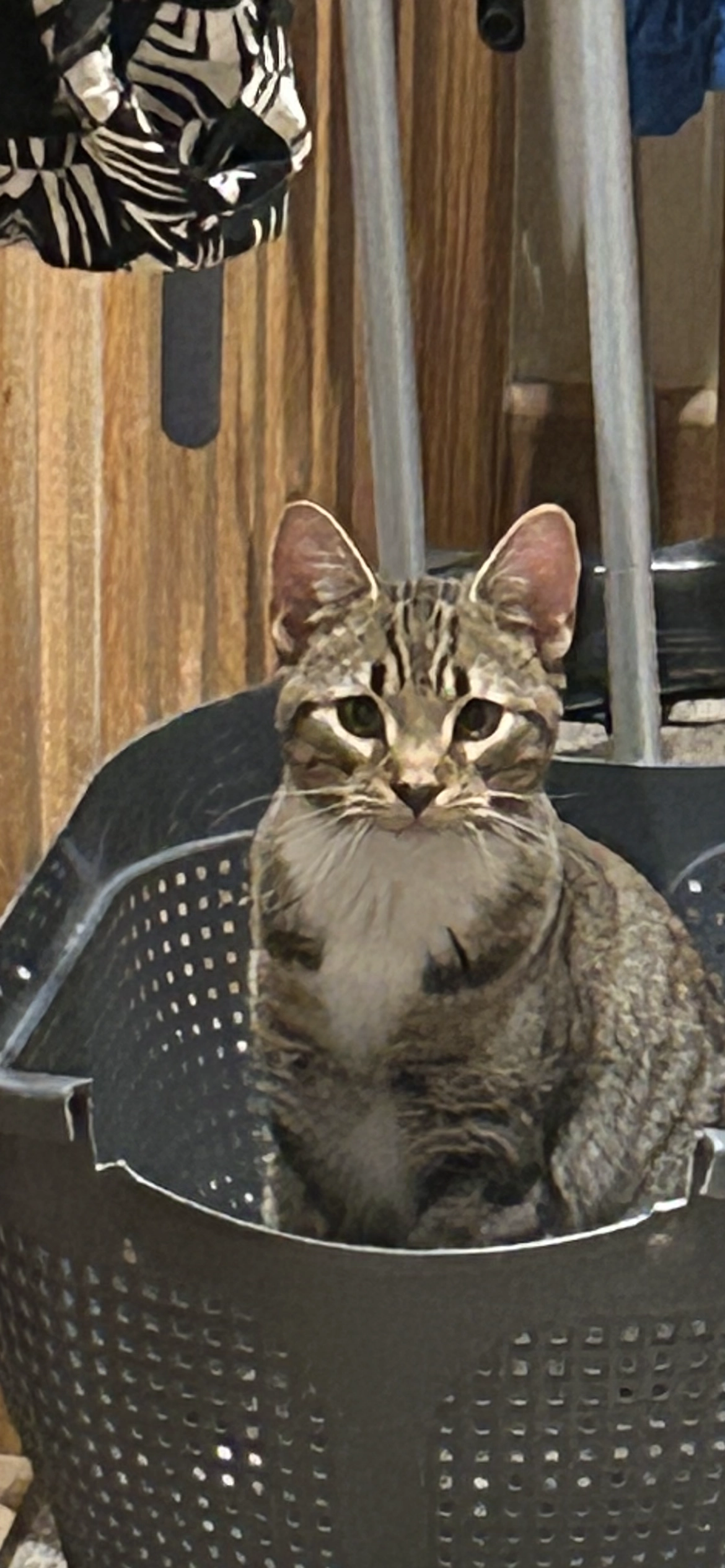 Fox - Port Lane, Colchester