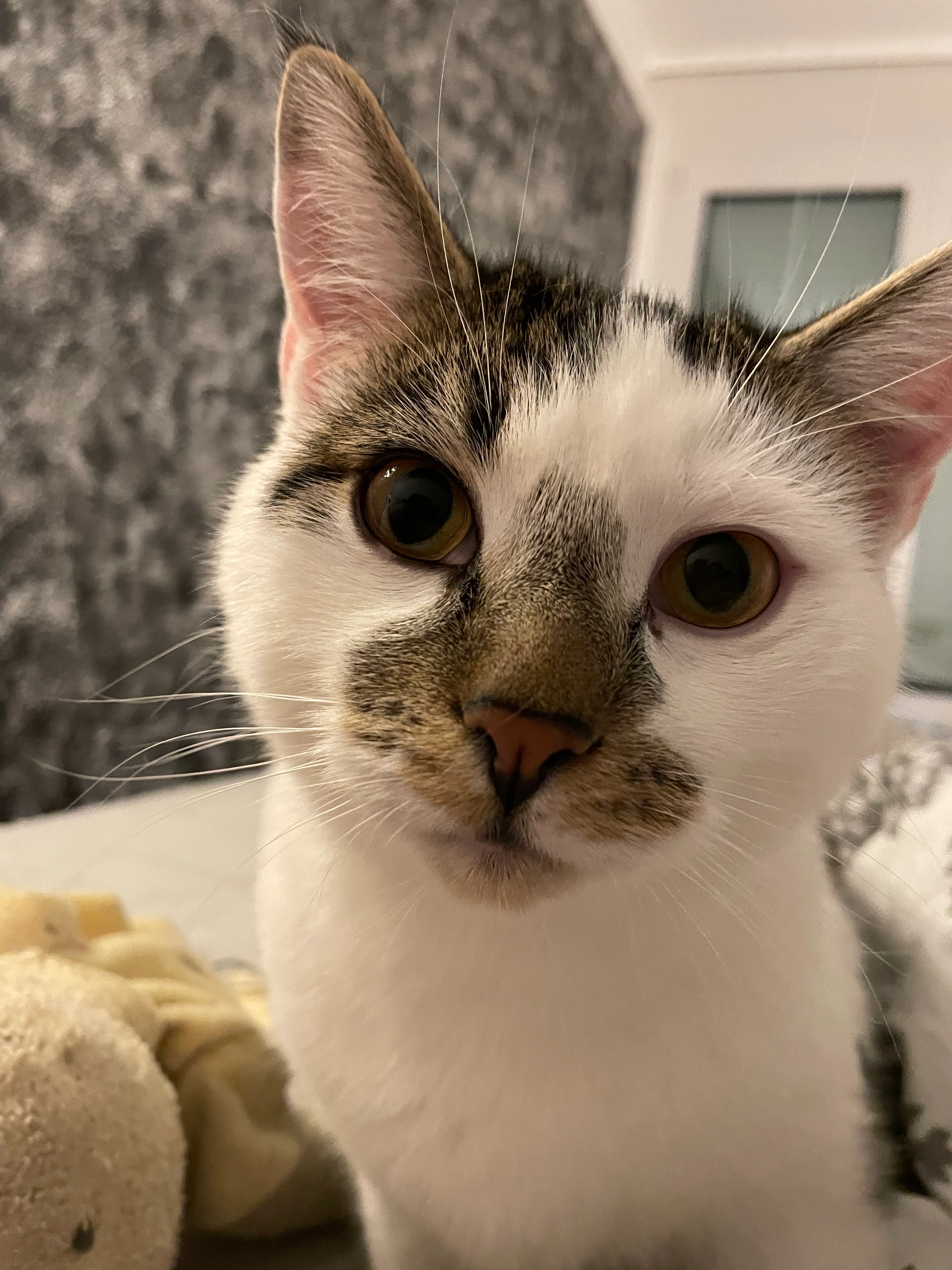 Romeo - Kelternweg, Ulm